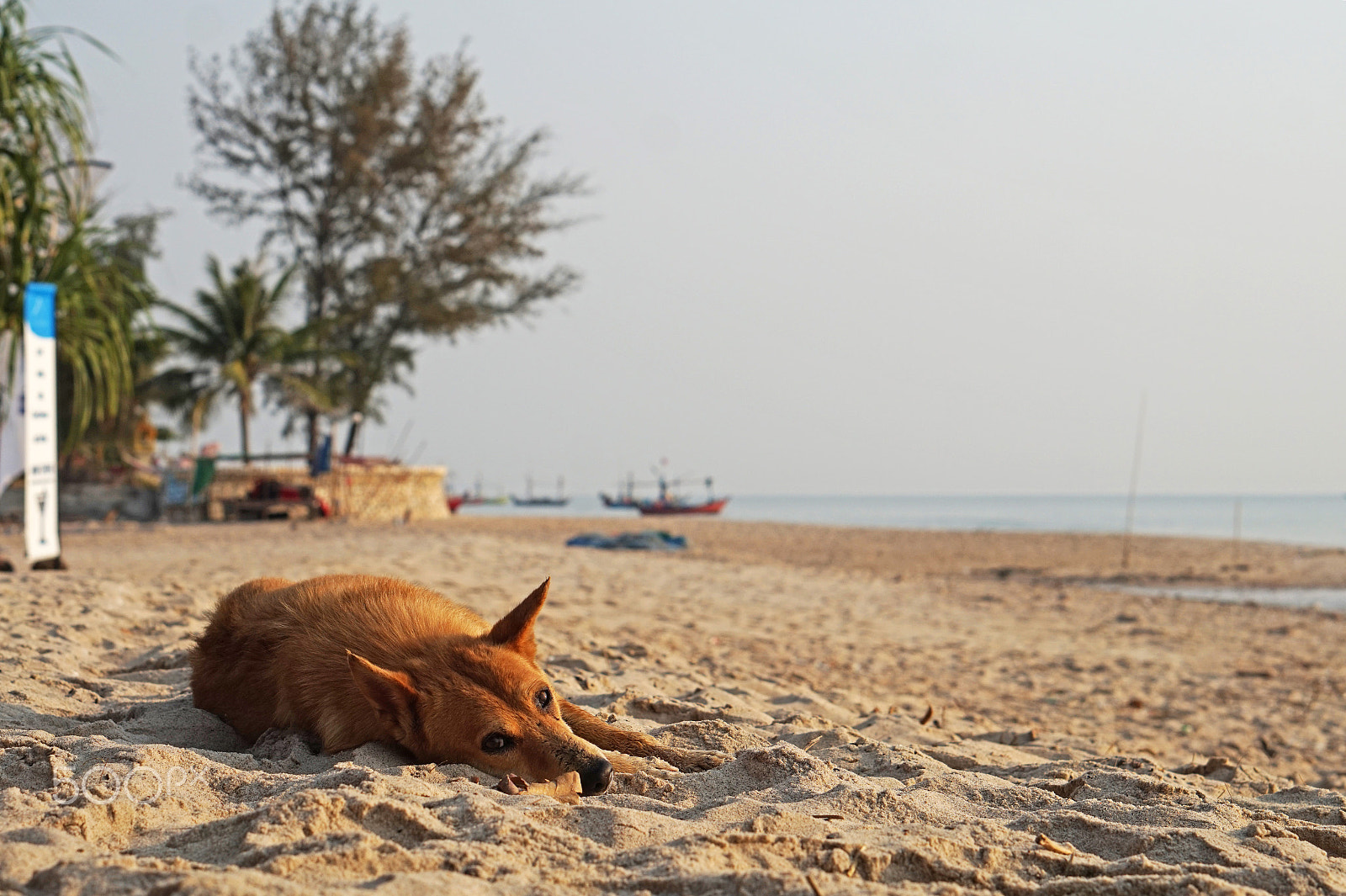 Sony Alpha a5000 (ILCE 5000) + E 50mm F1.8 OSS sample photo. Dog on the beach photography