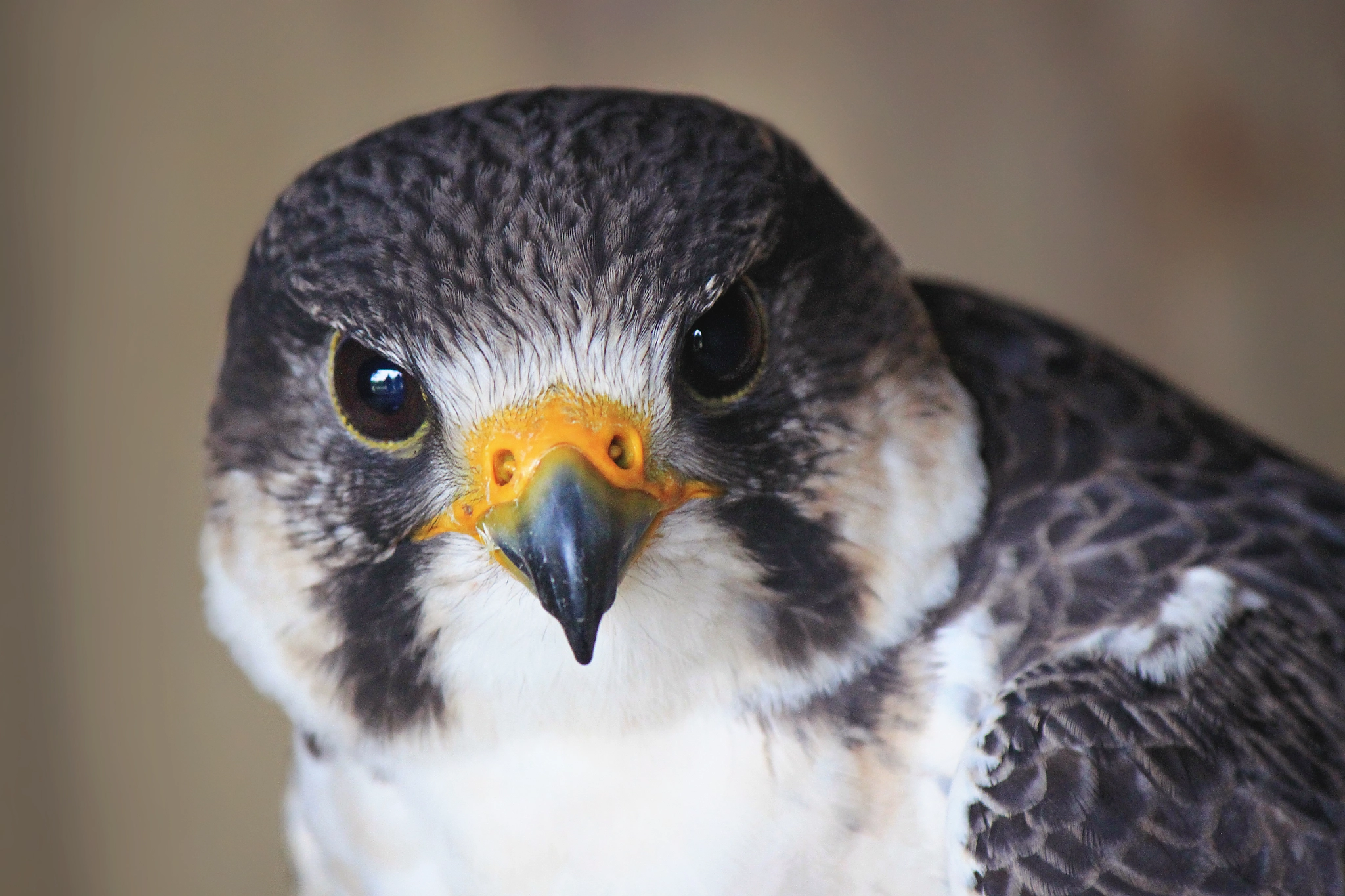 Canon EOS 500D (EOS Rebel T1i / EOS Kiss X3) sample photo. Peregrine falcon photography