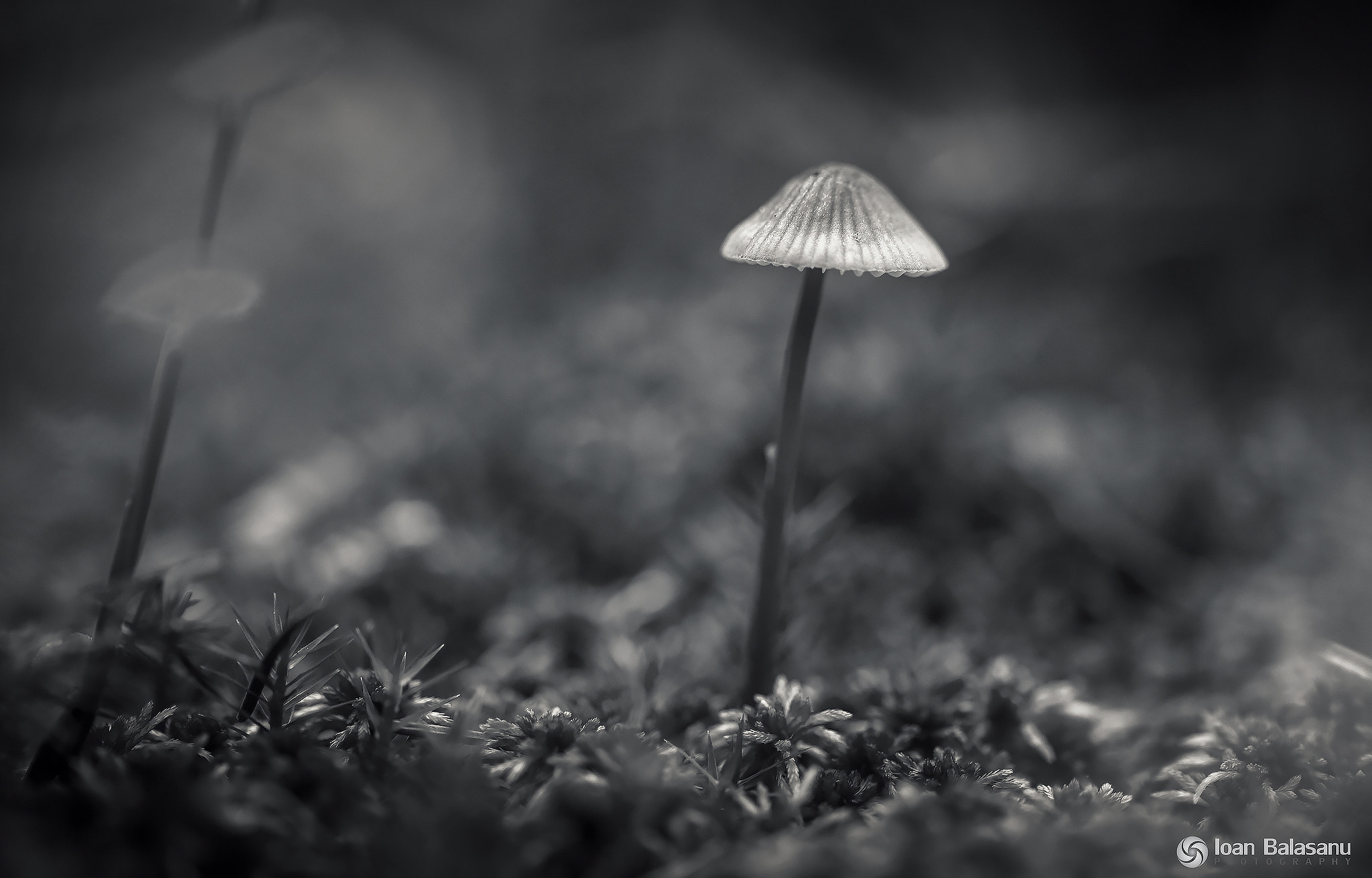 Sigma 105mm F2.8 EX DG OS HSM sample photo. Solitude photography