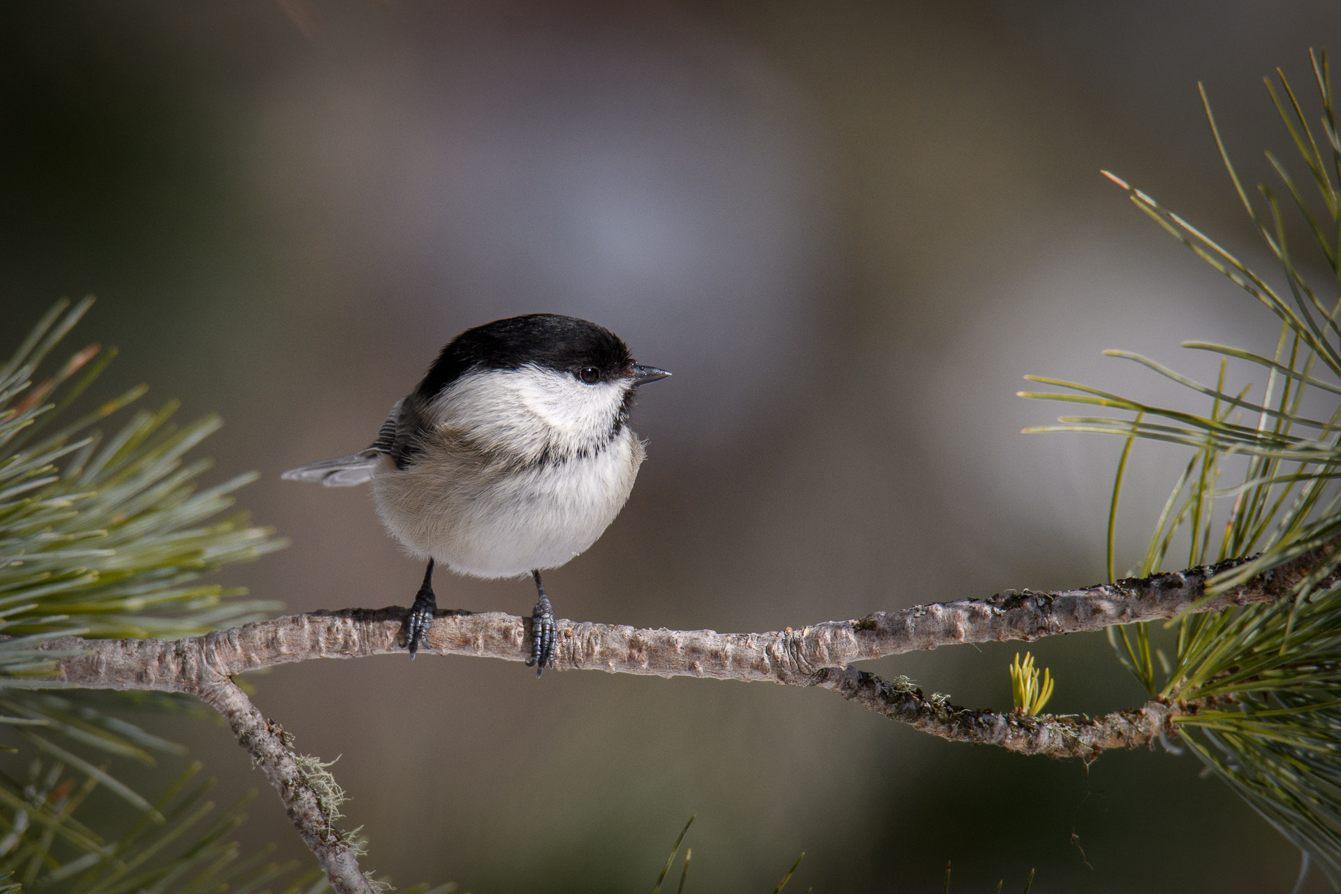 Nikon D500 + Sigma 50mm F2.8 EX DG Macro sample photo. Willow tit photography