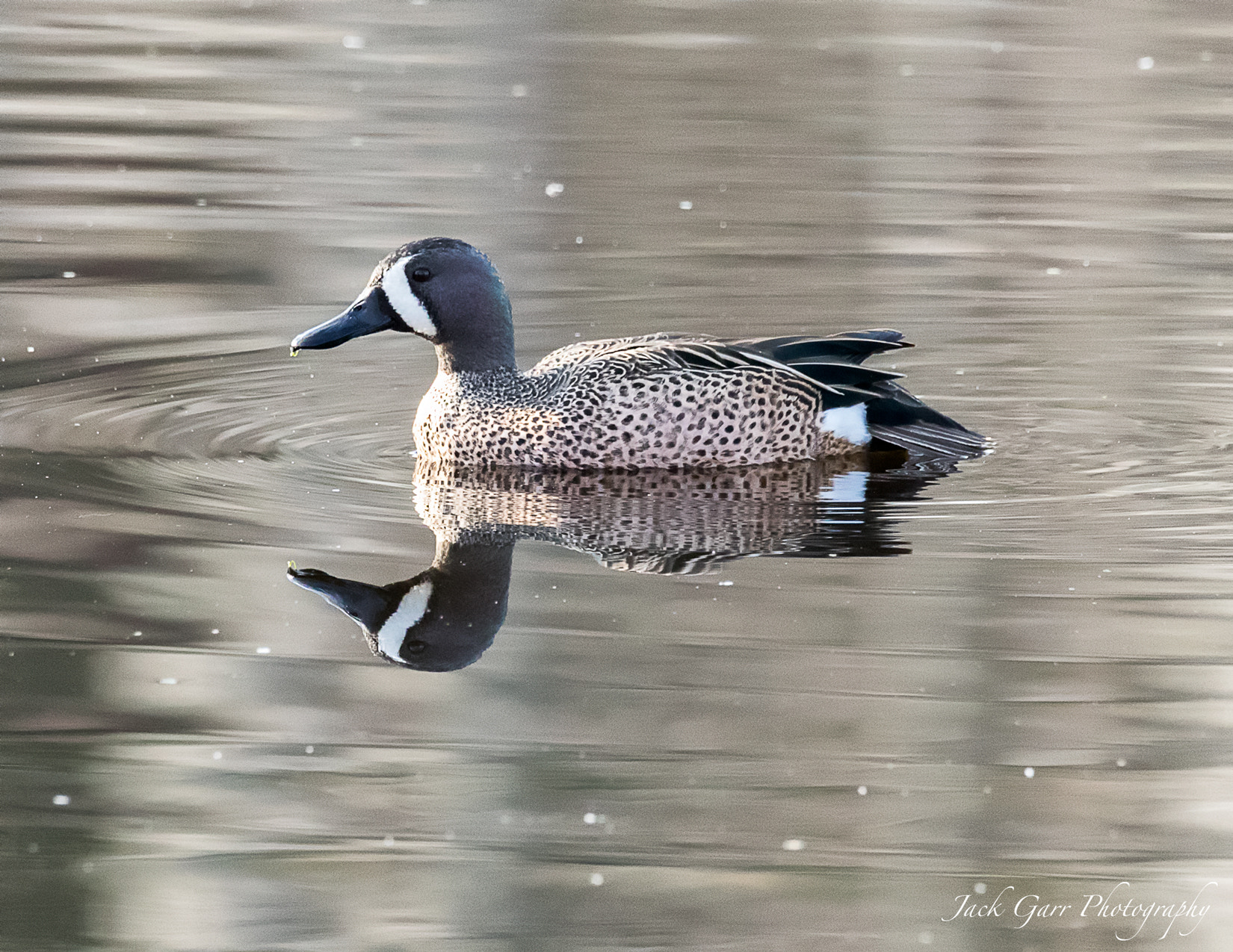 Canon EOS-1D X Mark II sample photo. Male blue-winged teal photography