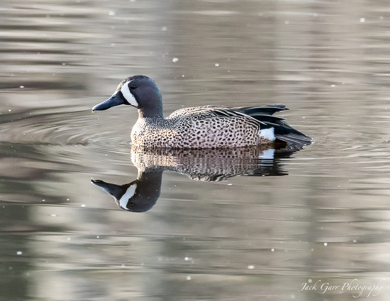 150-600mm F5-6.3 DG OS HSM | Sports 014 sample photo. Male blue-winged teal photography