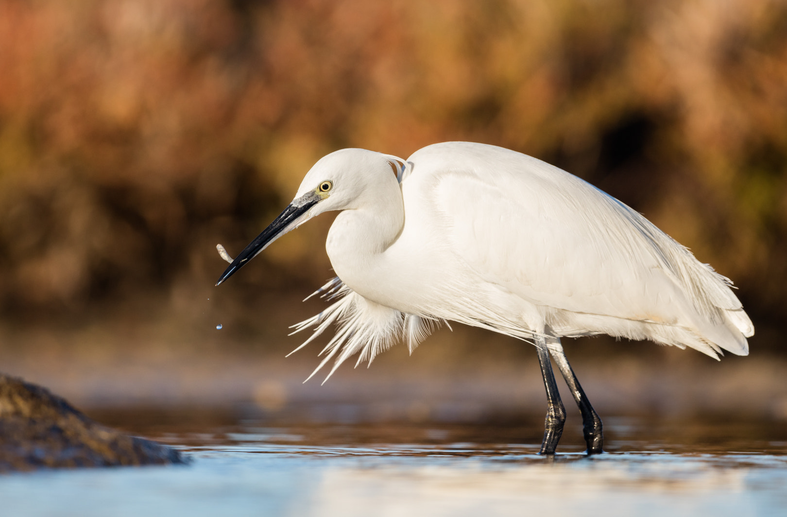 Canon EF 600mm F4L IS II USM sample photo. Aigrette photography