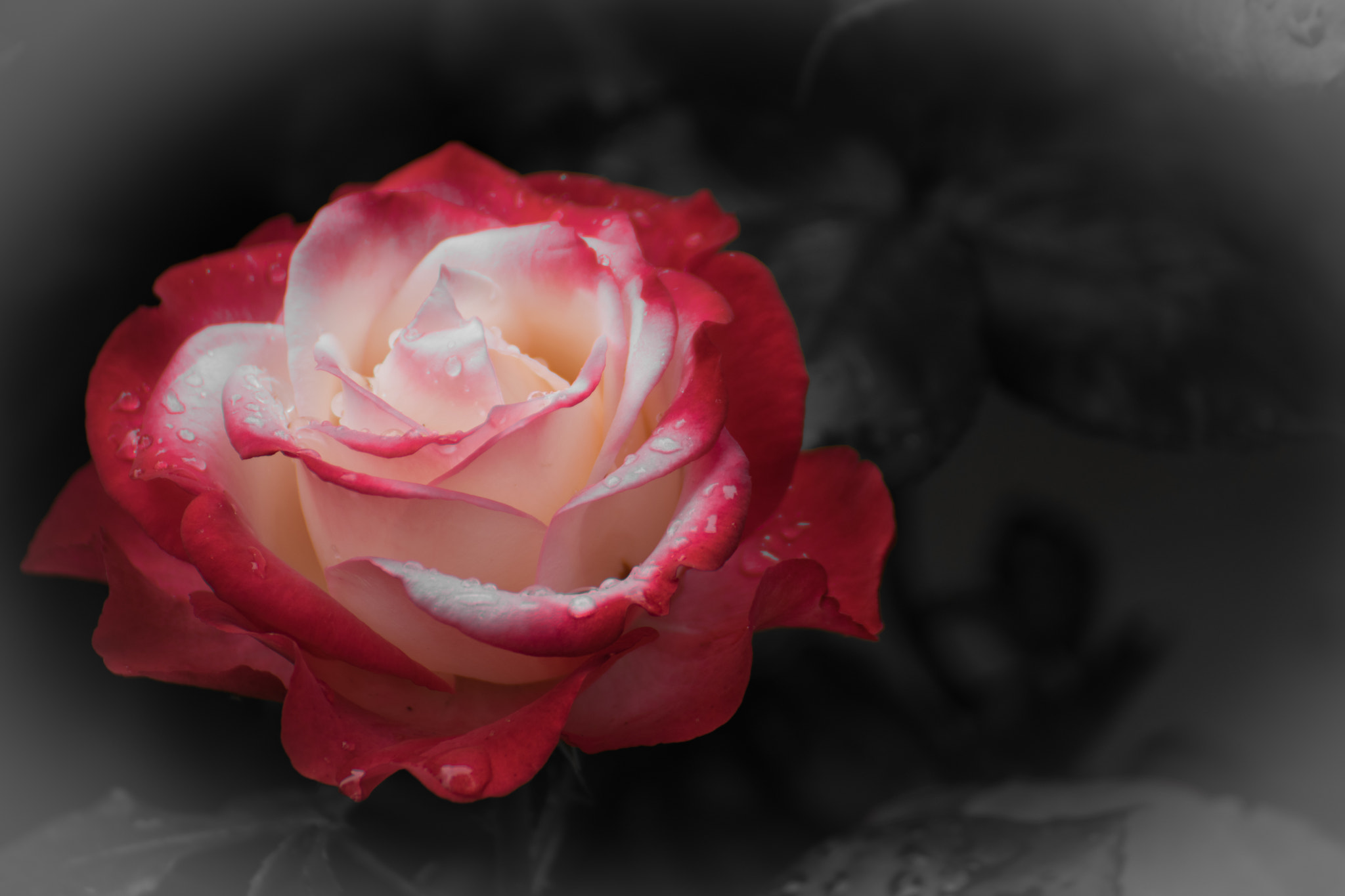 Nikon D5300 sample photo. Red rose photography