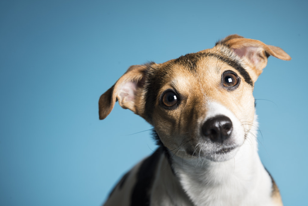 Bella the Jack Russell by Toby Lea on 500px.com