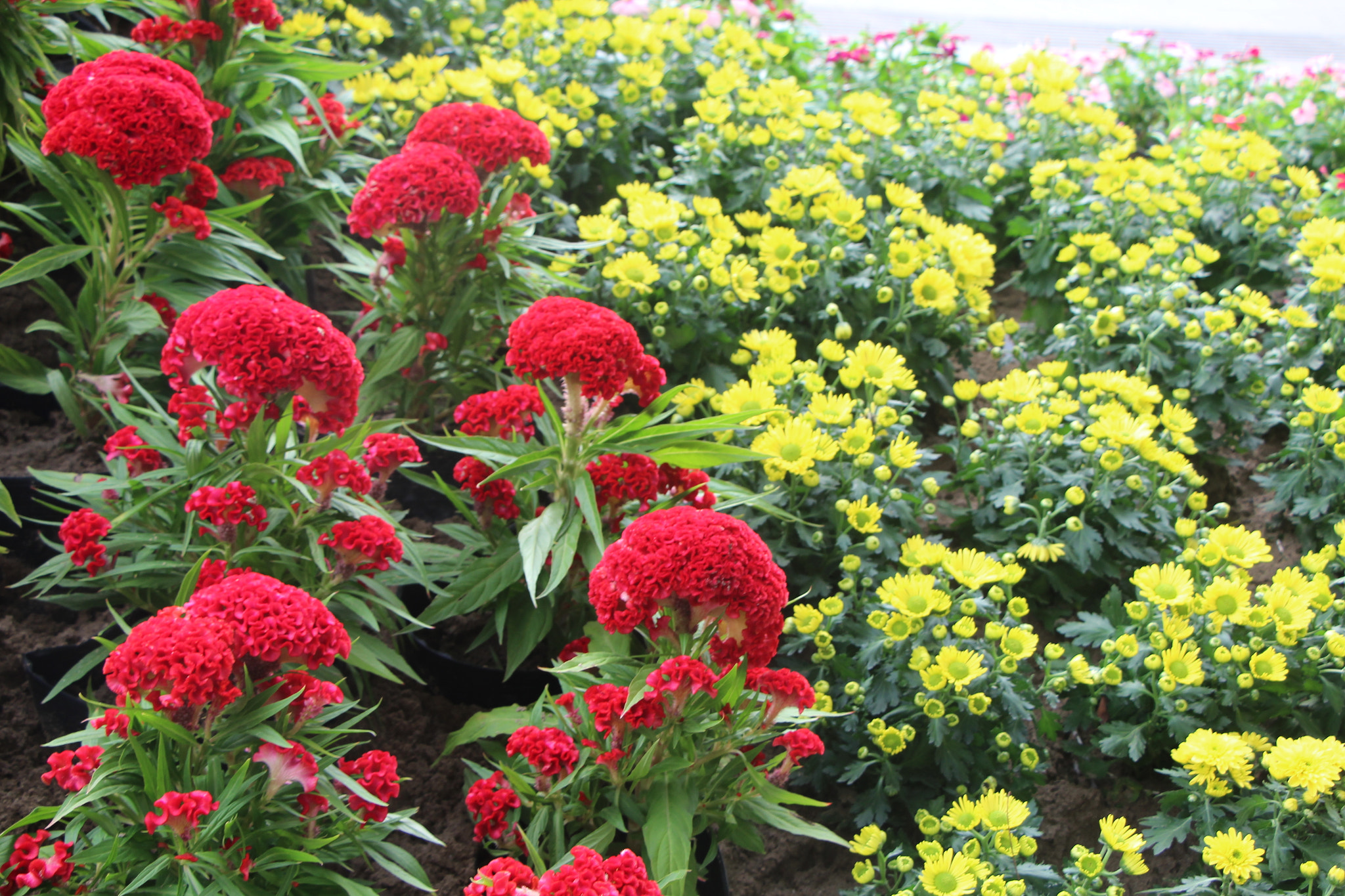Canon EOS 1200D (EOS Rebel T5 / EOS Kiss X70 / EOS Hi) sample photo. Img photography