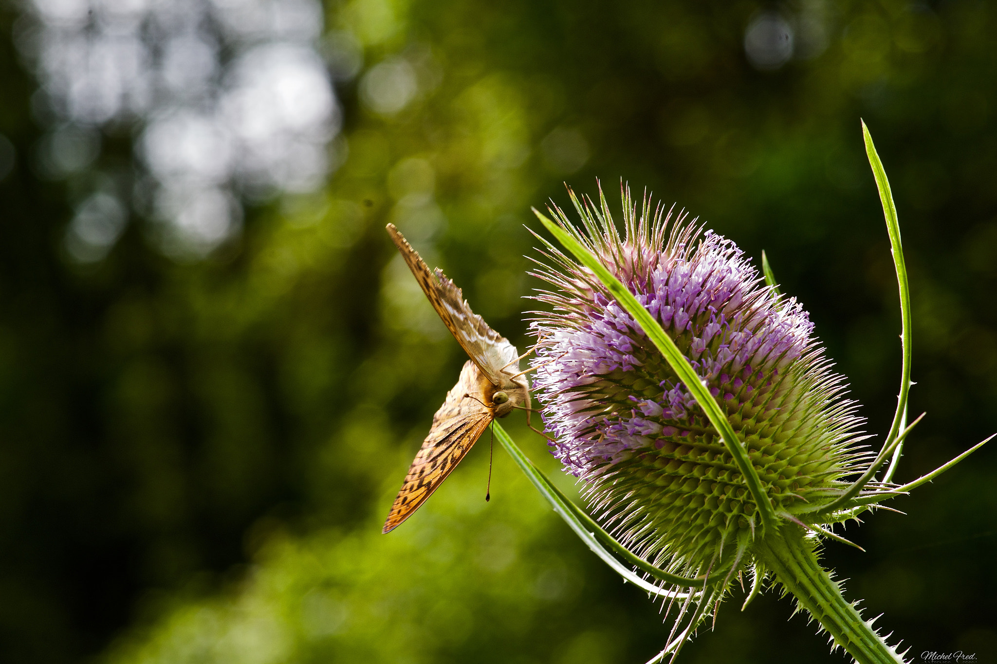 Pentax K-S2 sample photo. Papillon qui butine :) photography