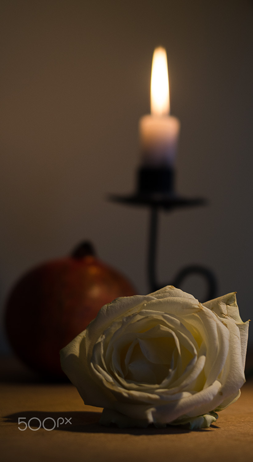 Nikon D7000 + AF Nikkor 50mm f/1.8 sample photo. A dying rose photography