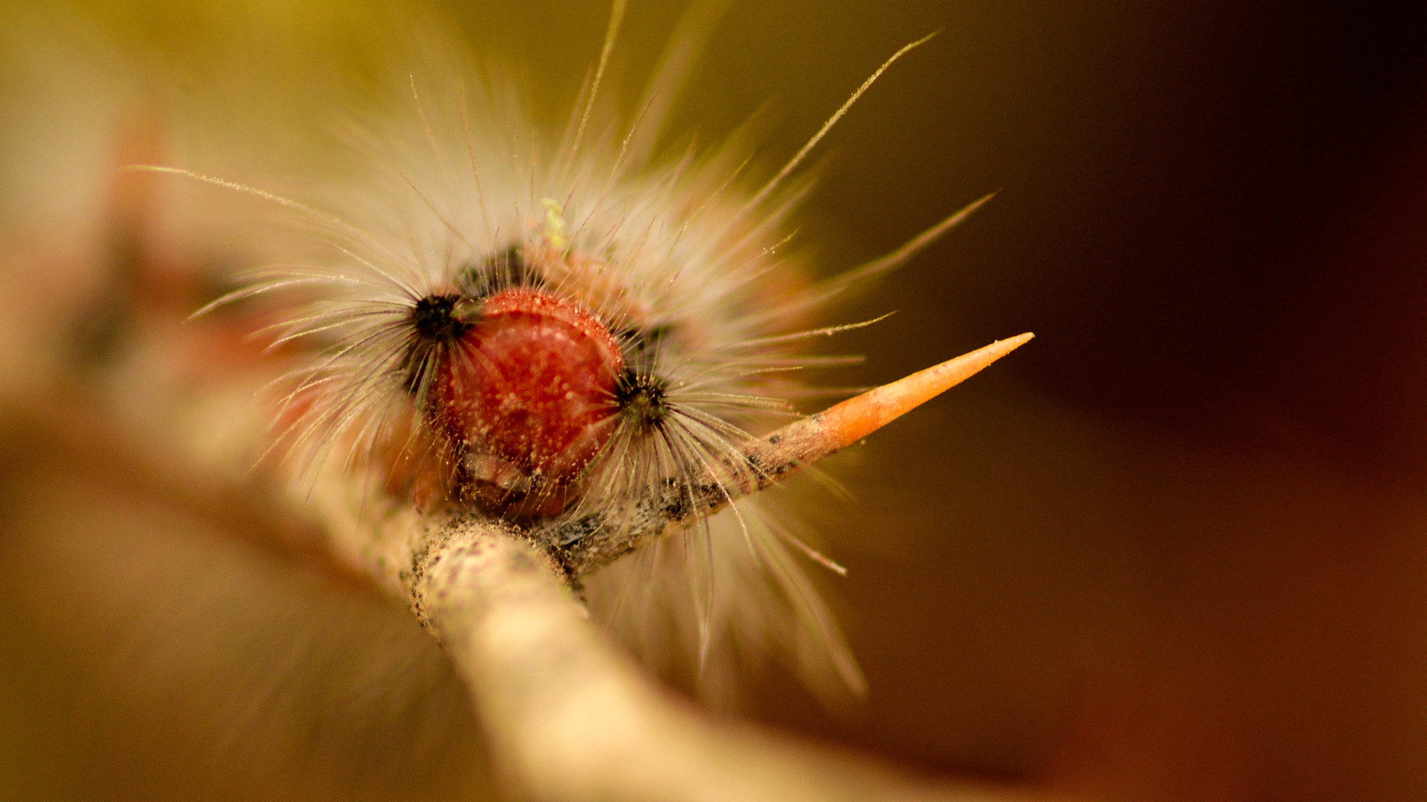 Nikon D5100 + Tokina AT-X Pro 100mm F2.8 Macro sample photo. Who's deadly thorn or me? photography
