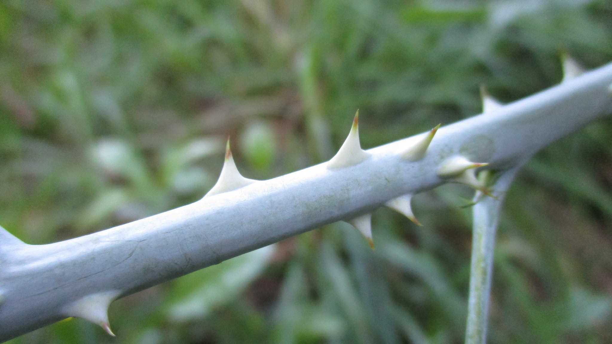 Canon PowerShot ELPH 180 (IXUS 175 / IXY 180) sample photo. Every rose has its thorns photography