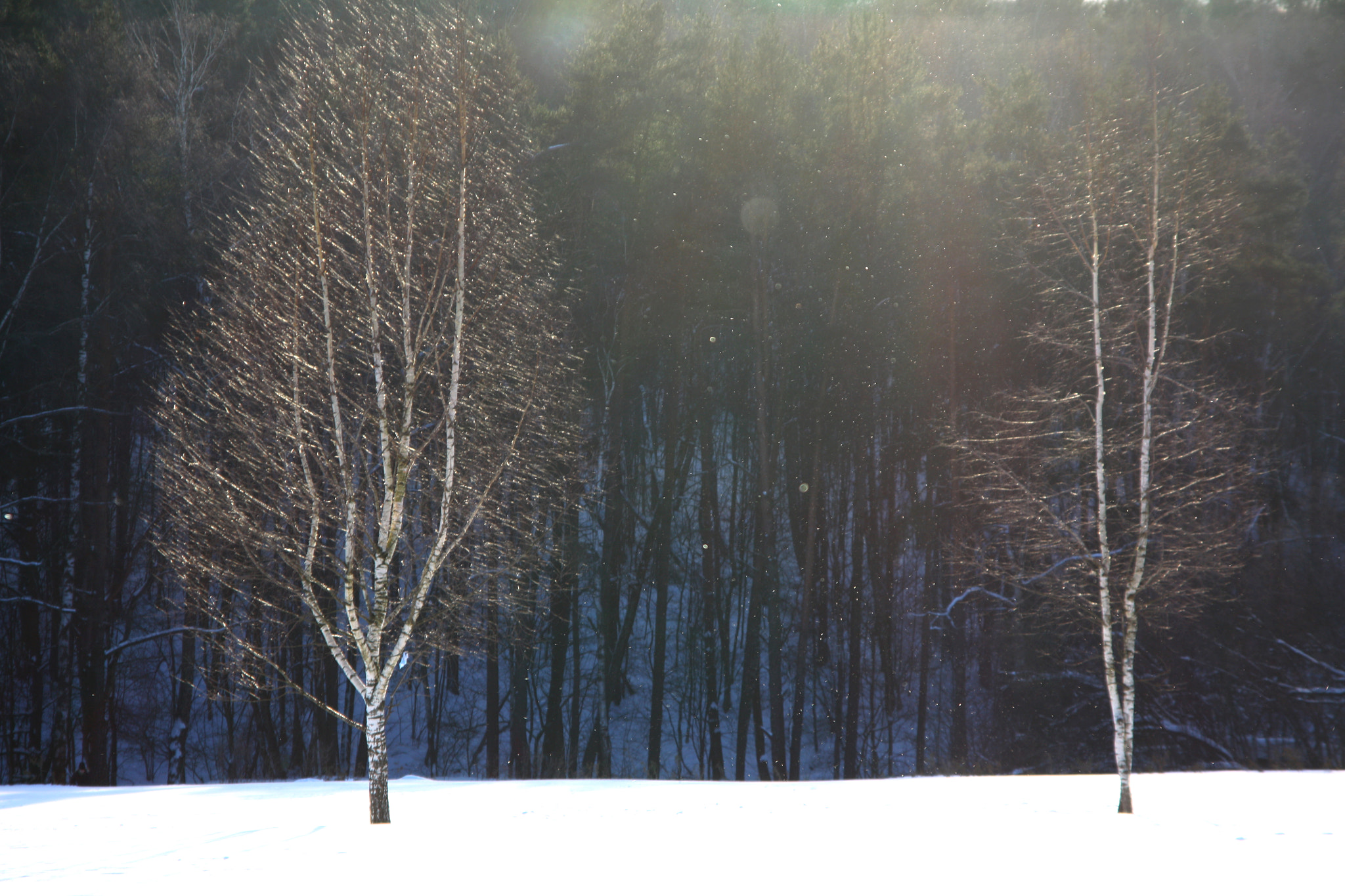 Canon EOS 450D (EOS Rebel XSi / EOS Kiss X2) sample photo. Birch tree photography