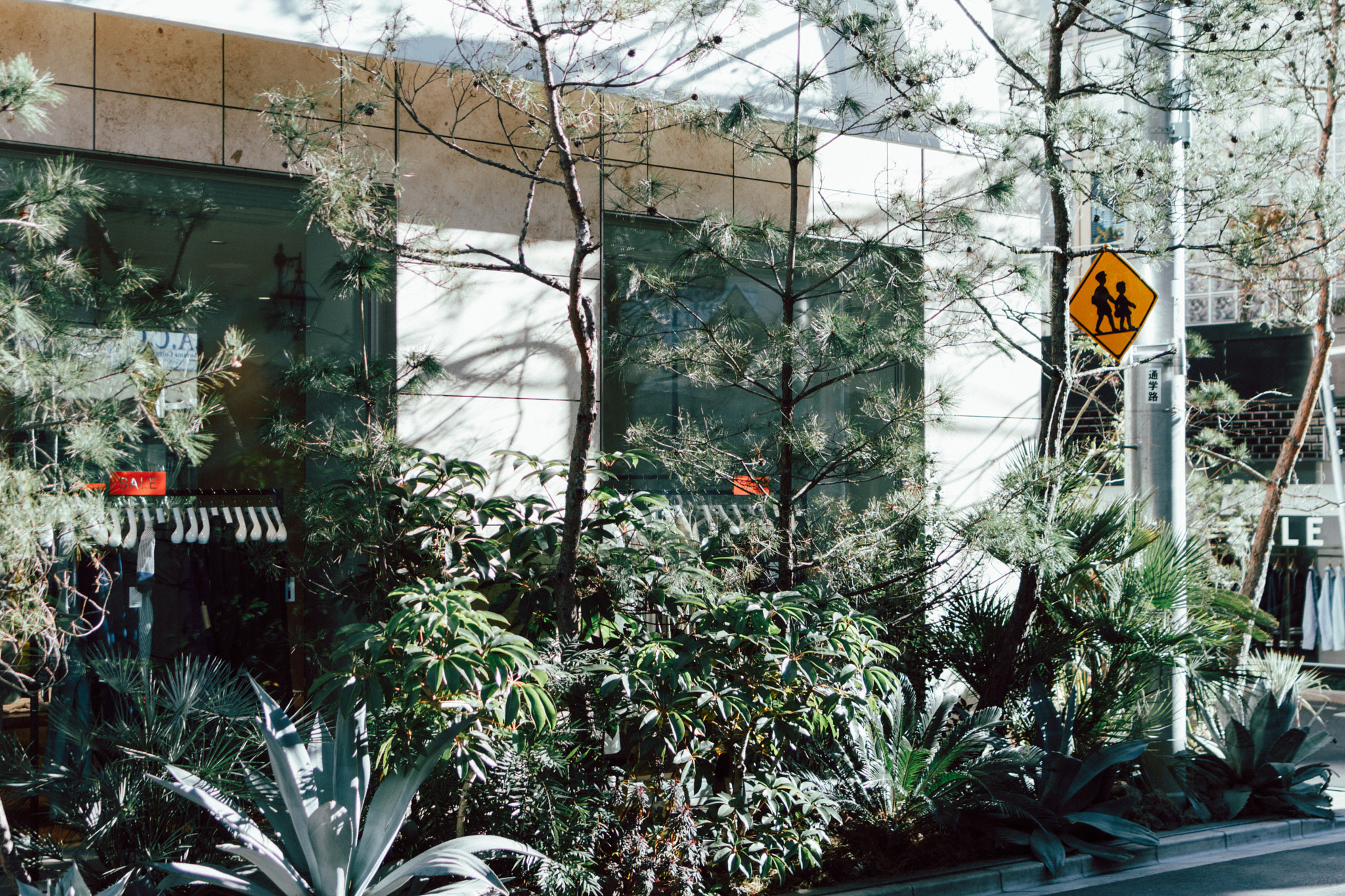 Tamron SP 35mm F1.8 Di VC USD sample photo. Little jungle in the city photography