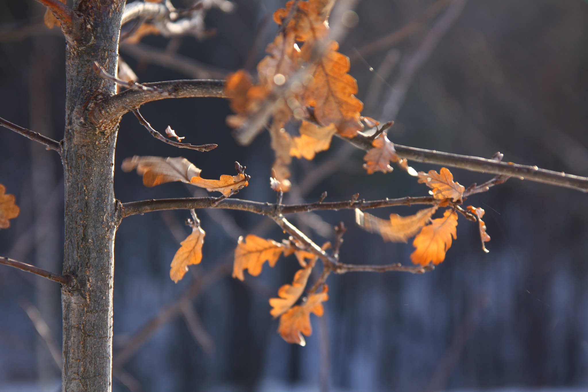 Sigma 17-70mm F2.8-4 DC Macro OS HSM sample photo. Oak photography