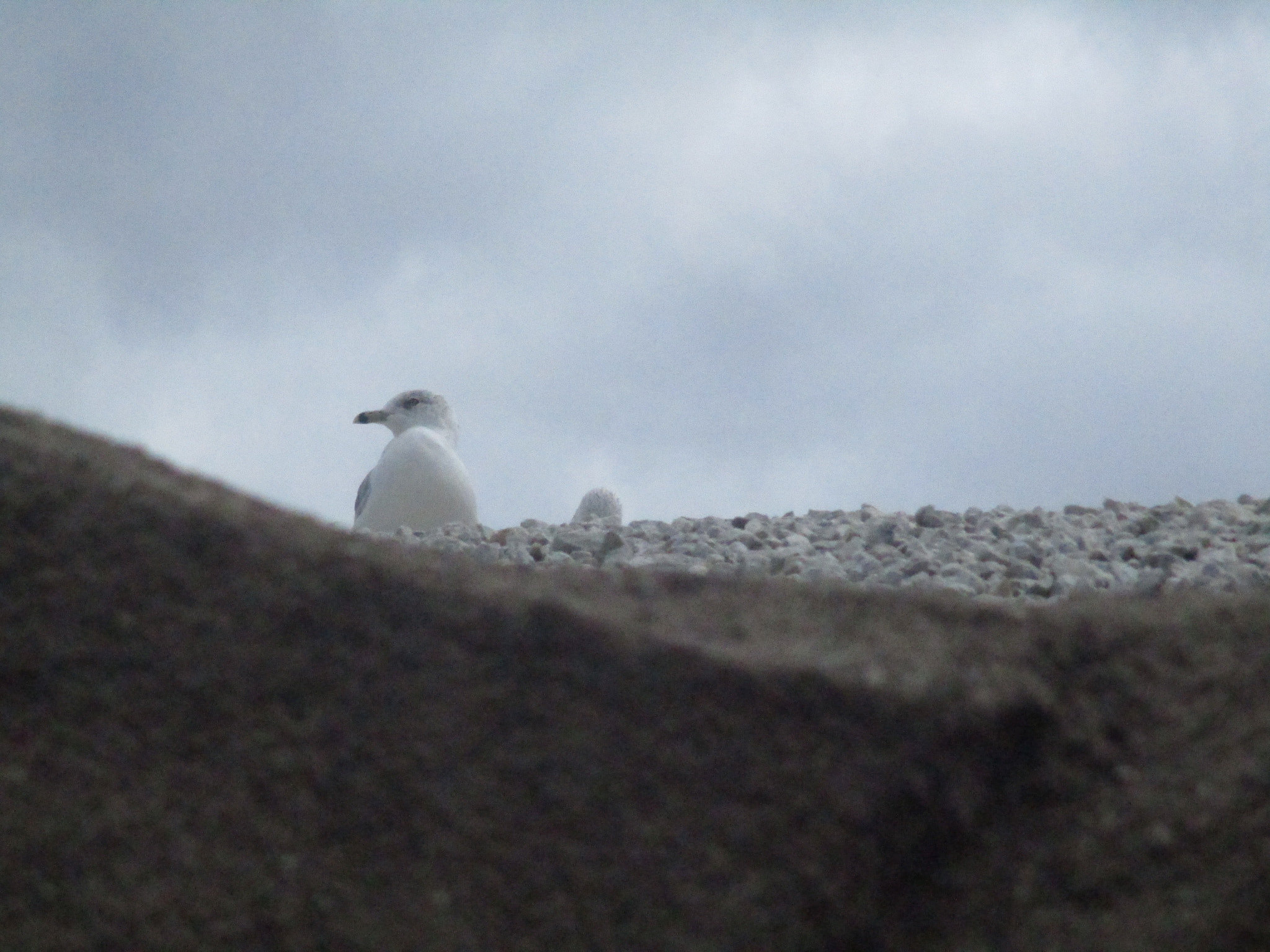 Canon PowerShot ELPH 180 (IXUS 175 / IXY 180) sample photo. Seagull's perch  photography