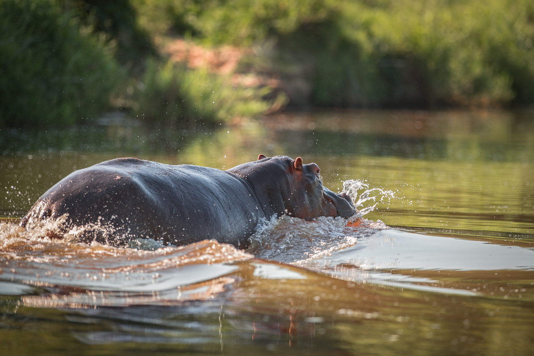 Nikon D5 + Nikon AF-S Nikkor 400mm F2.8G ED VR II sample photo. Hippo-boat-amus photography