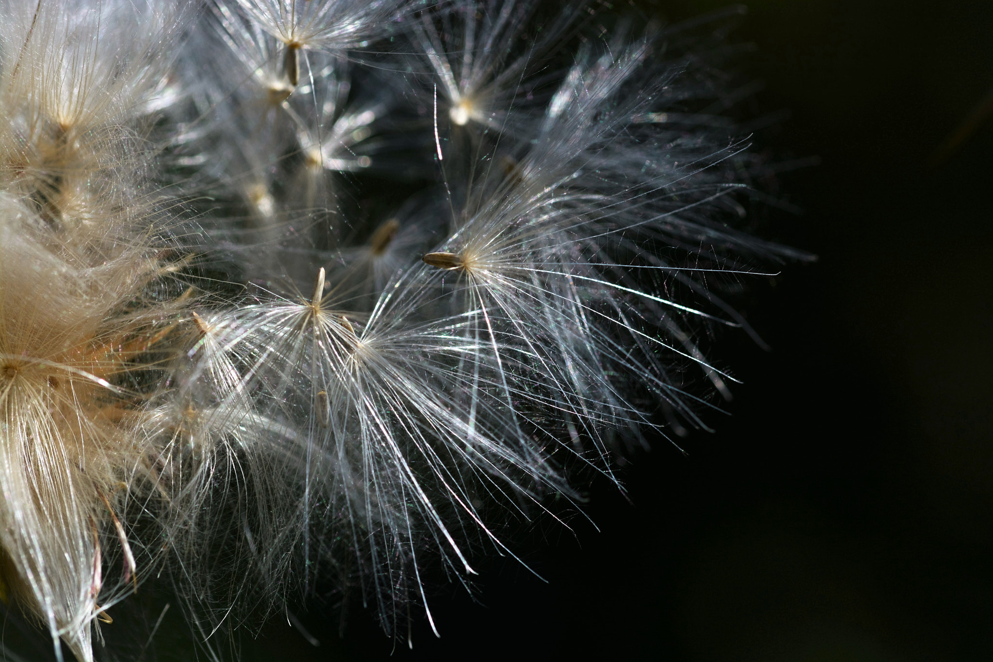 Sigma 105mm F2.8 EX DG OS HSM sample photo. 2.jpg photography