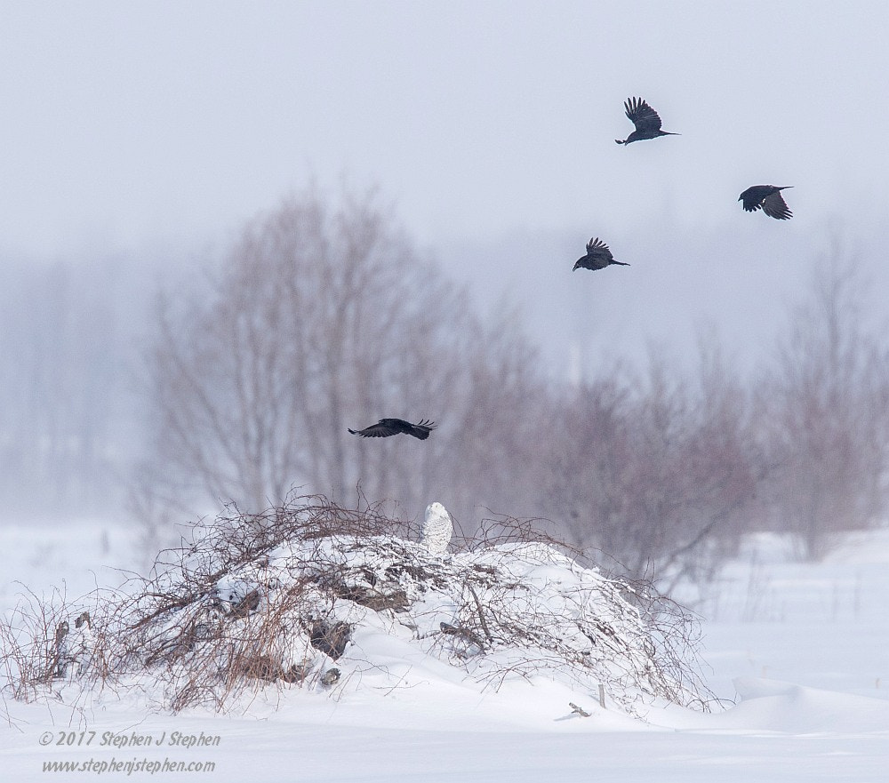 Canon EF 500mm F4L IS USM sample photo. "oh no, not again!" photography