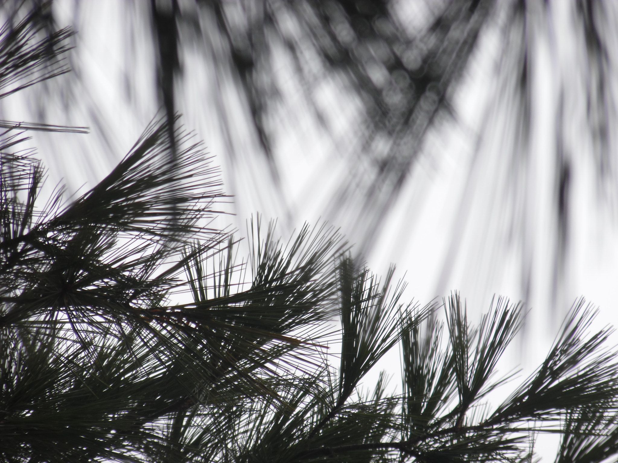 Samsung WB35F/WB36F/WB37F sample photo. Pine branches photography
