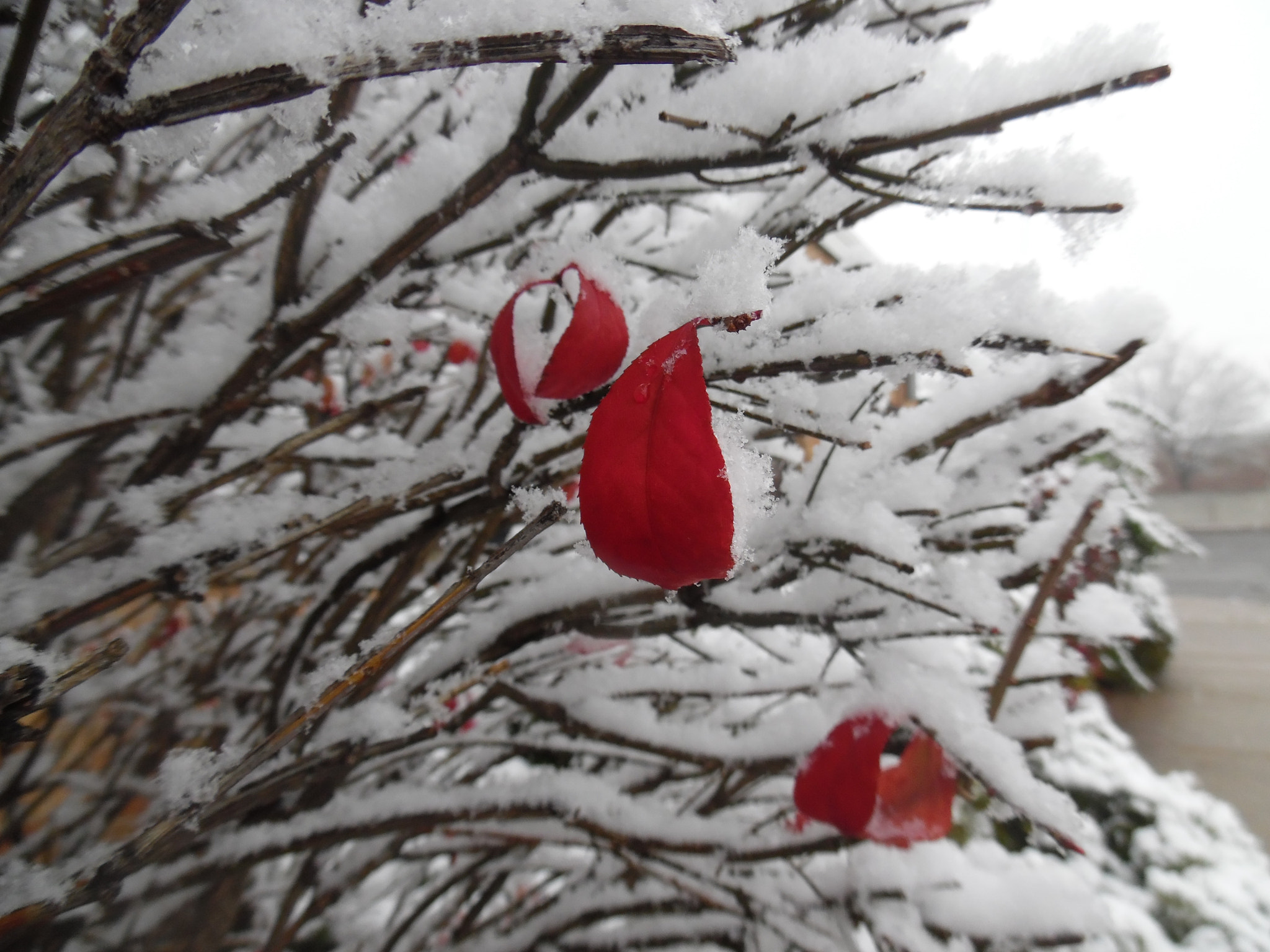 Samsung WB35F/WB36F/WB37F sample photo. First snowfall photography
