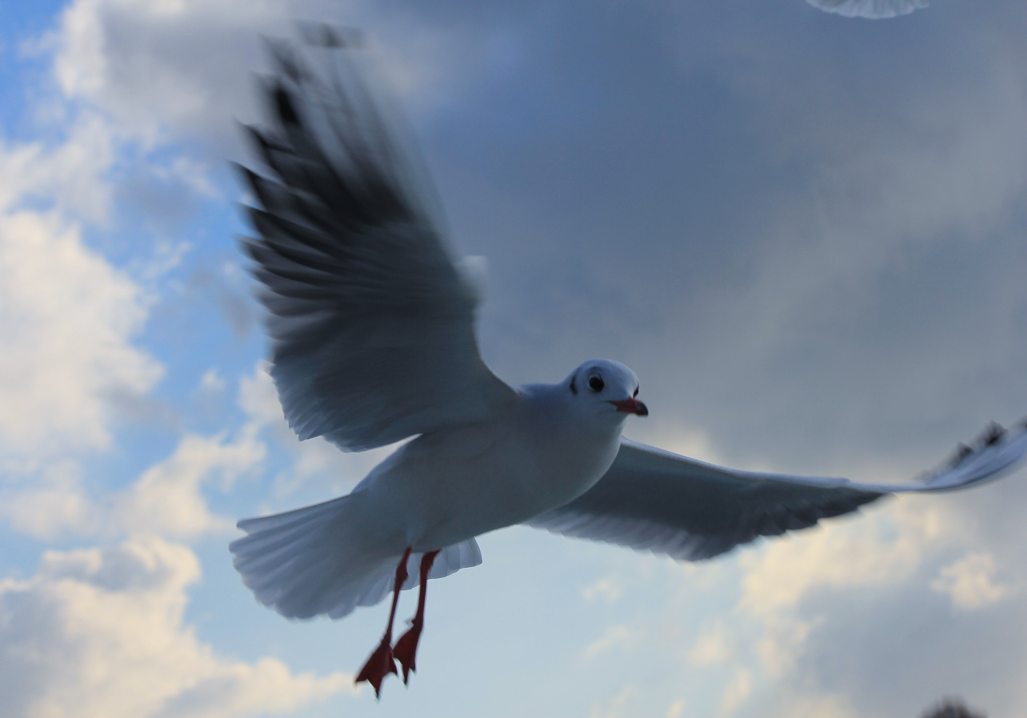 Canon EOS 550D (EOS Rebel T2i / EOS Kiss X4) sample photo. Sea gull in istanbul, turkey photography
