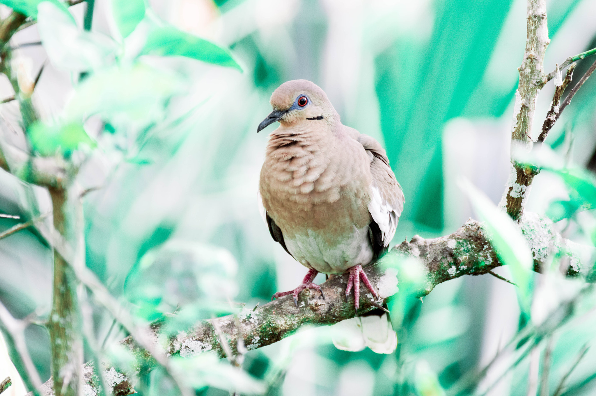 Nikon D3200 sample photo. White-winged dove photography