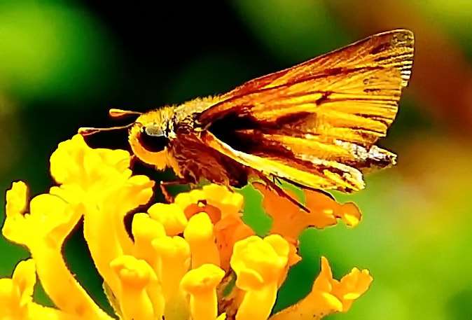Nikon D90 sample photo. Brown moth enjoying yellow flower photography