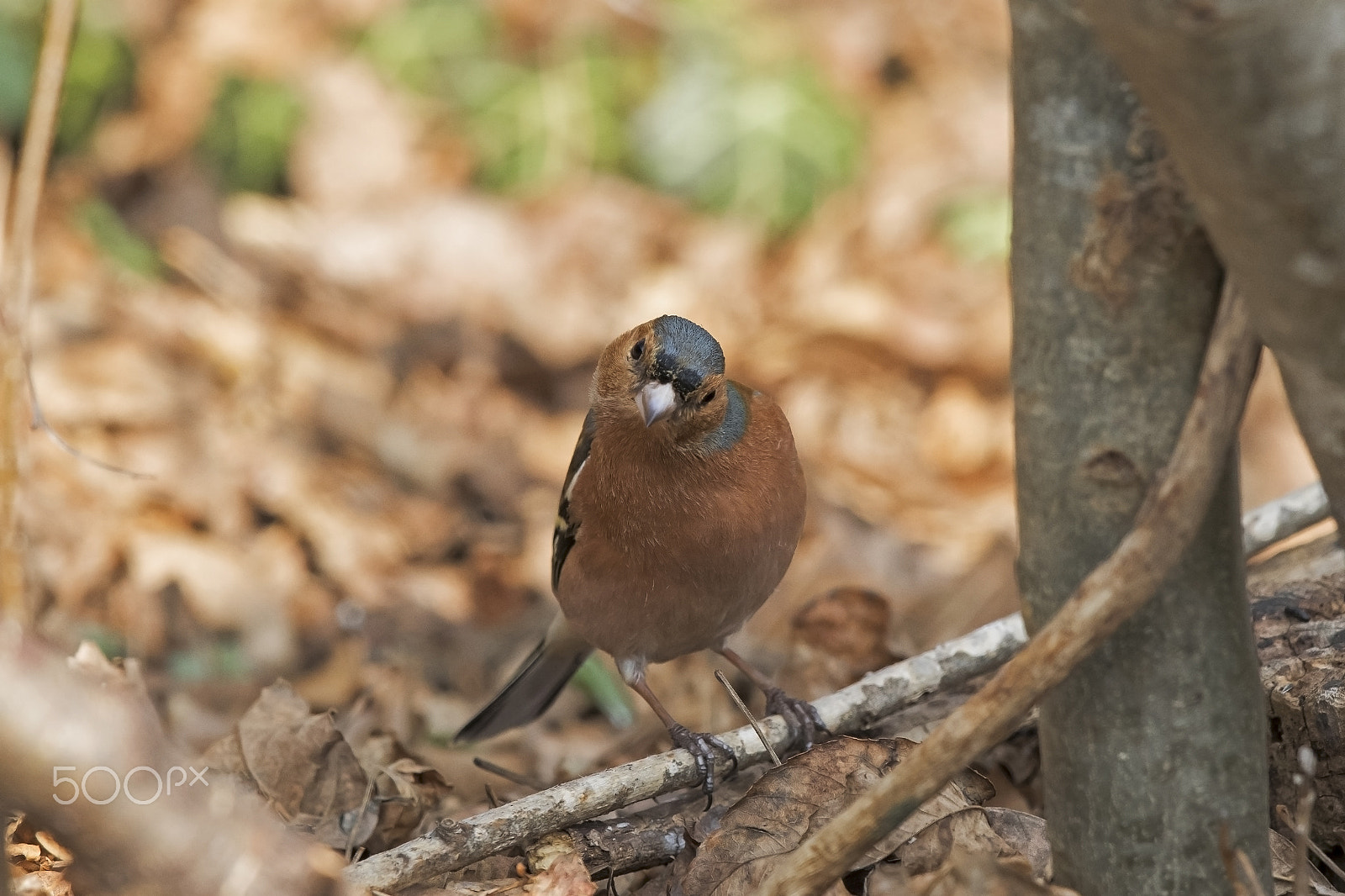 Canon EOS 7D Mark II + Canon EF 500mm F4L IS II USM sample photo. Fringuello photography