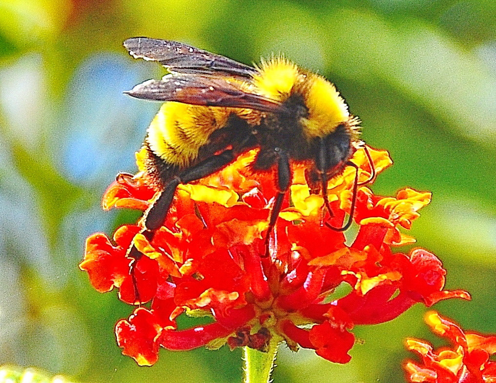 Nikon D90 + Nikon AF-S DX Nikkor 18-140mm F3.5-5.6G ED VR sample photo. Big yellow bee enjoying red flower photography