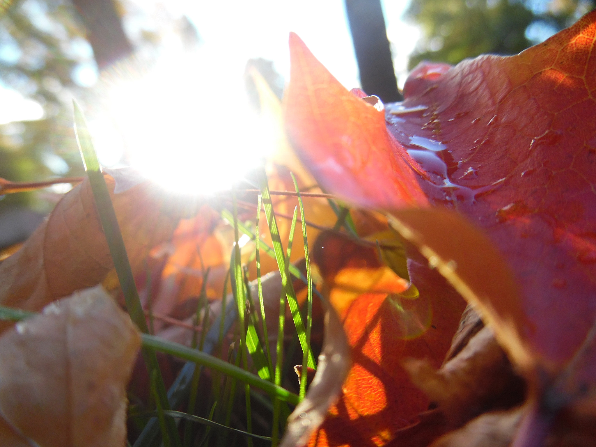 Samsung WB35F/WB36F/WB37F sample photo. Sunshine and fallen leaves photography