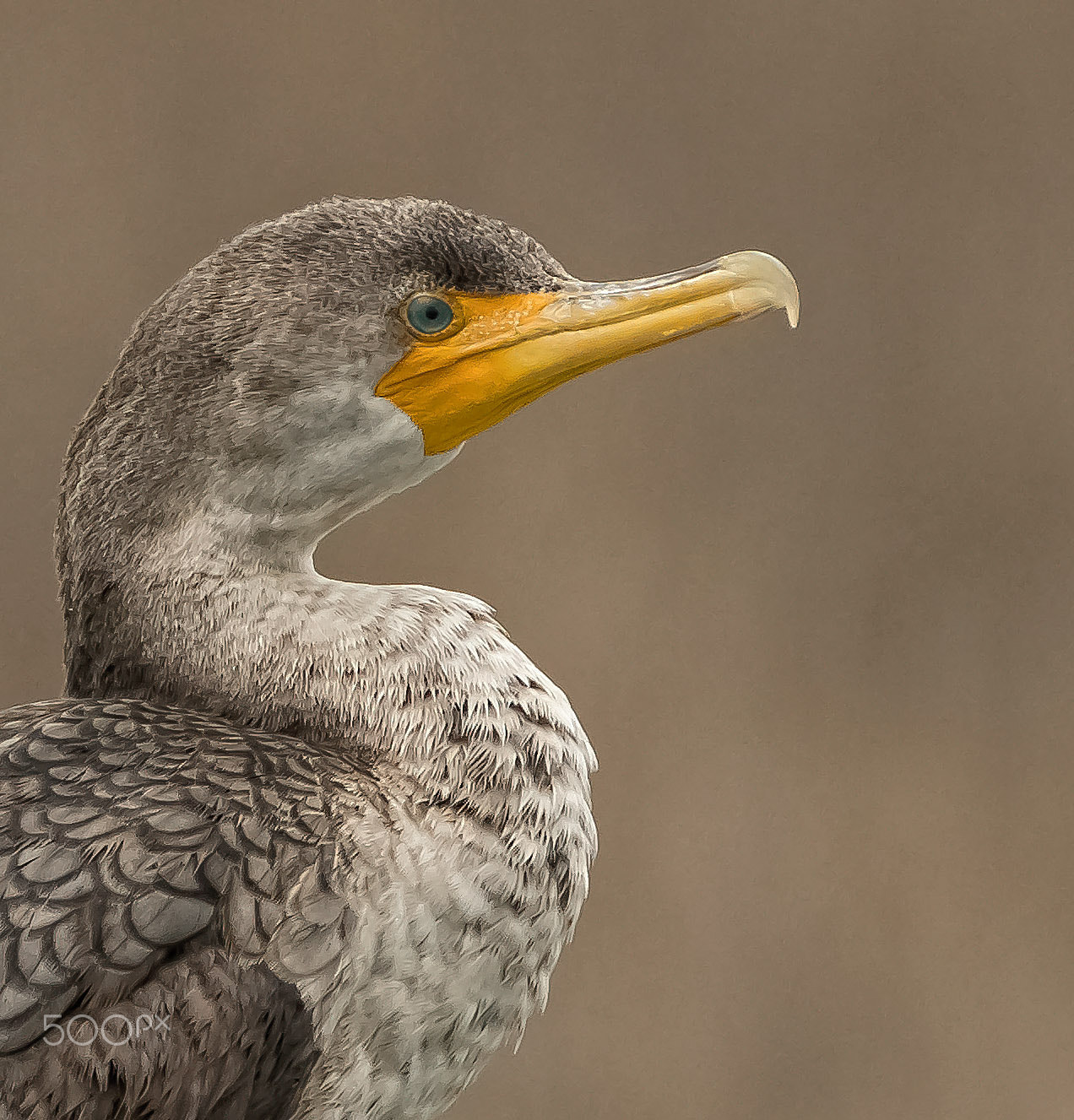 Sigma 50-500mm F4.5-6.3 DG OS HSM sample photo. Cormorant close up sm photography
