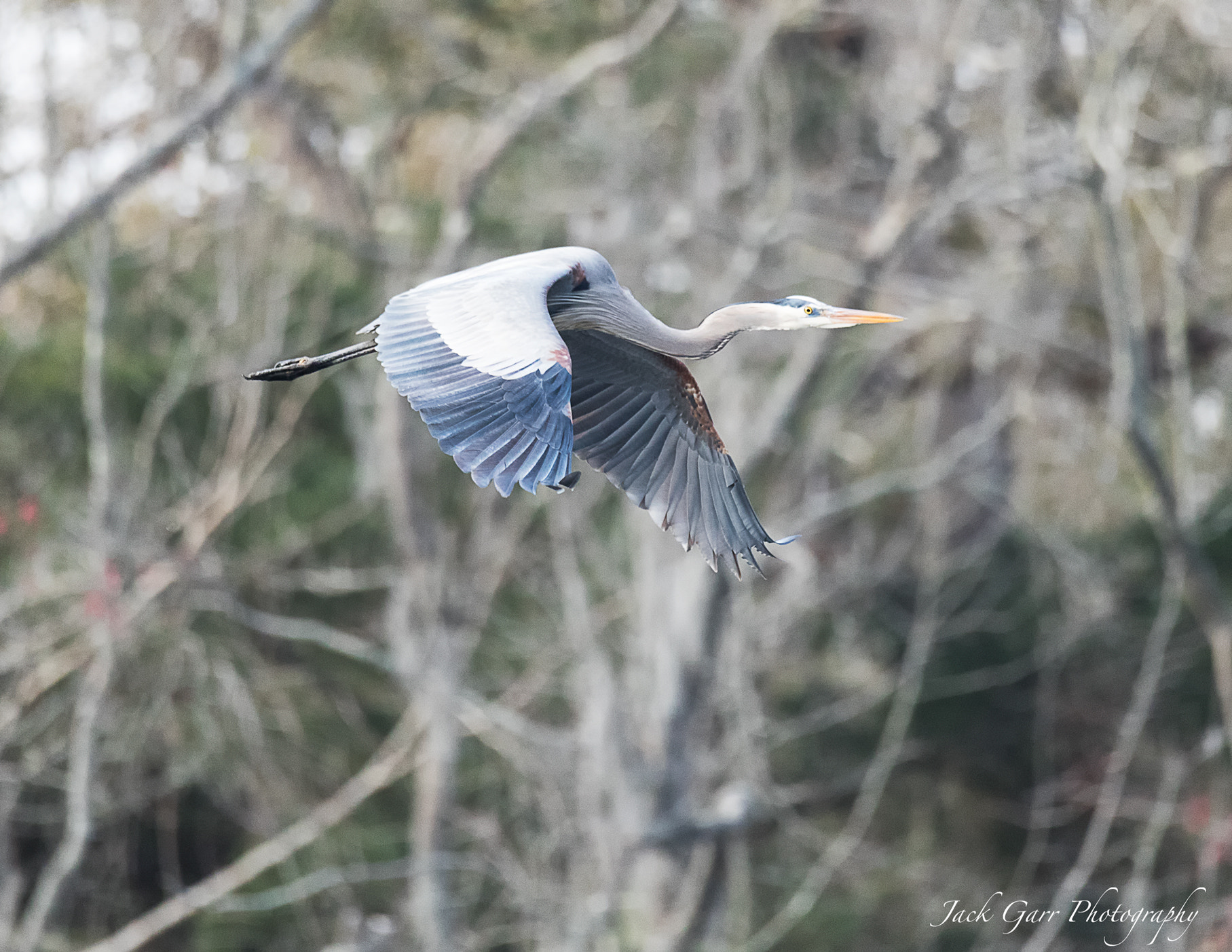 Canon EOS-1D X Mark II sample photo. Great blue heron flying through swamp photography