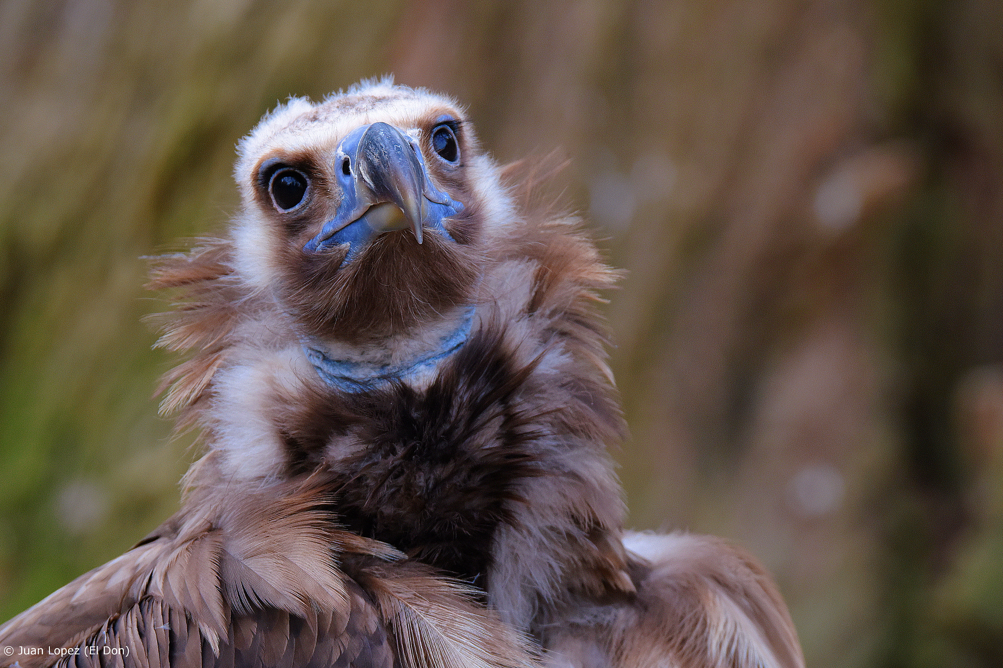 Nikon D810 sample photo. Bird photography