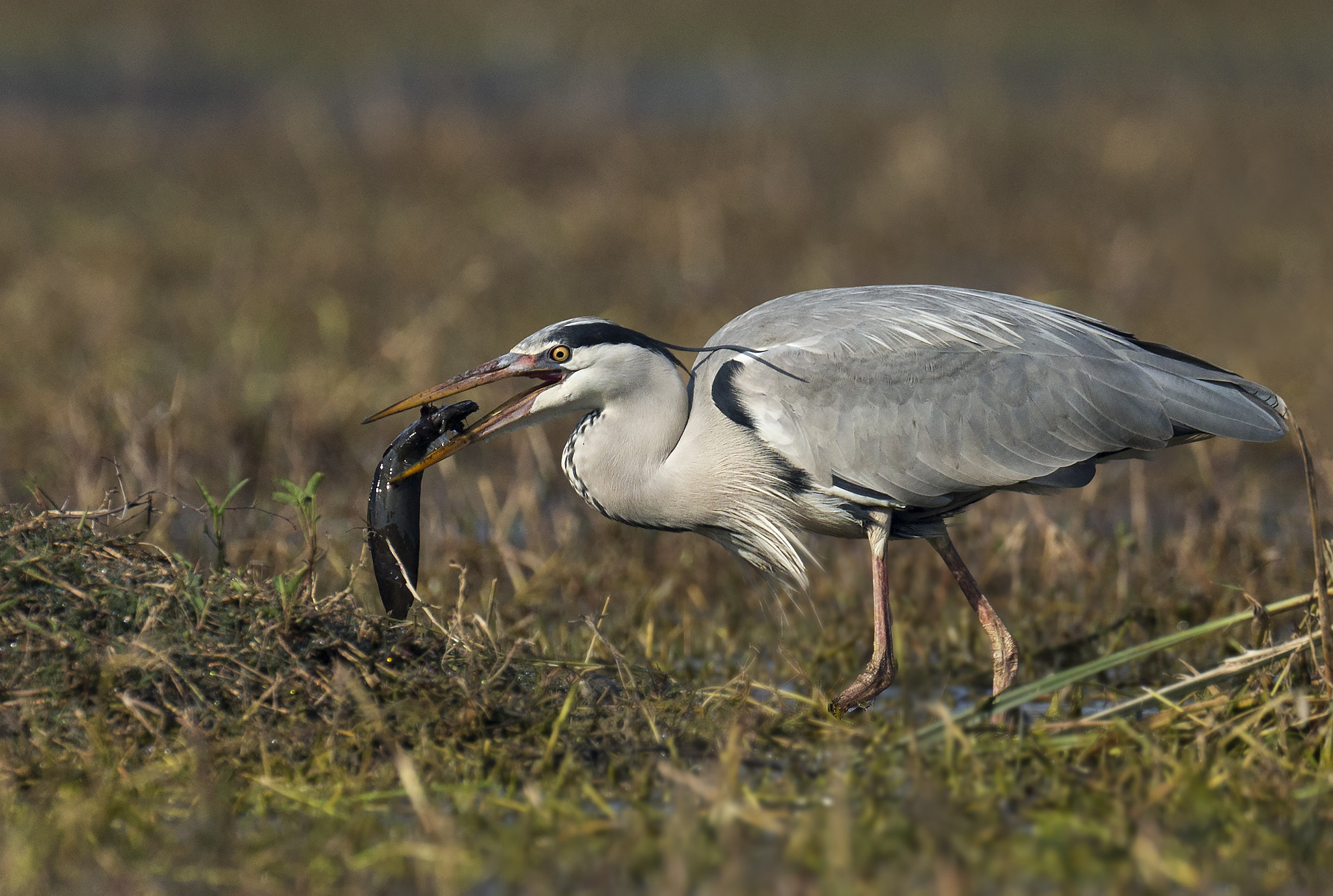 Canon EF 800mm F5.6L IS USM sample photo. Grey heron with catch photography