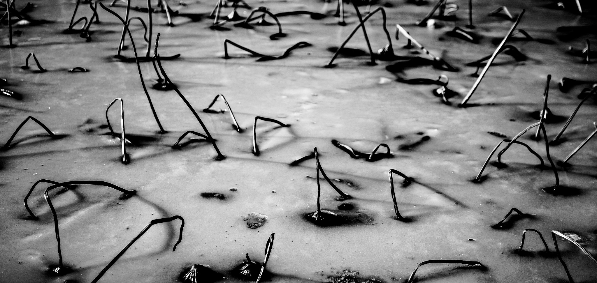Sigma 30mm F1.4 EX DC HSM sample photo. Frozen photography