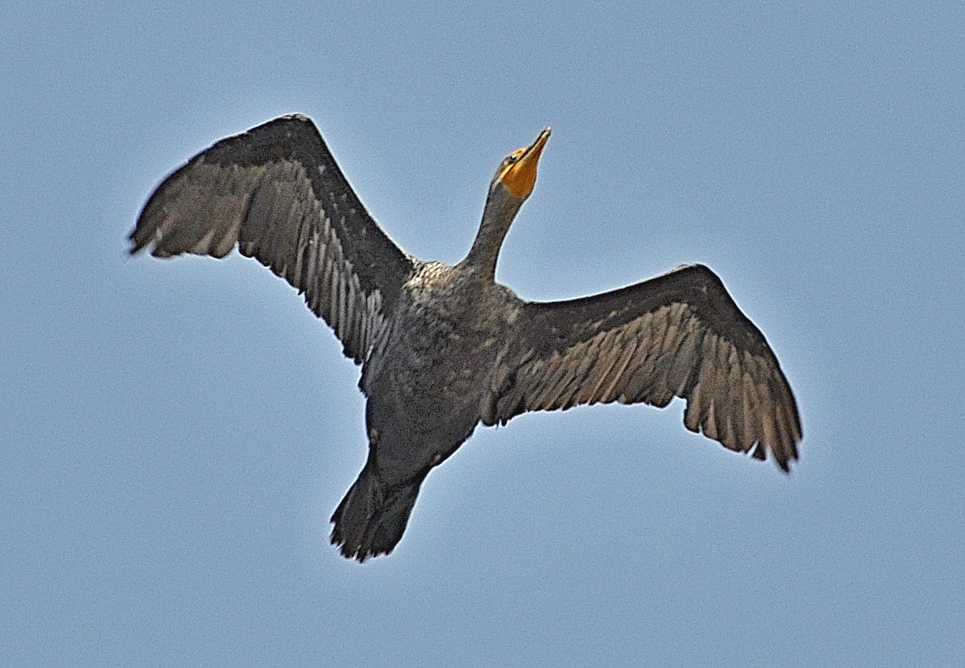 Nikon D90 sample photo. Cormorant flying pacific ocean skies one photography