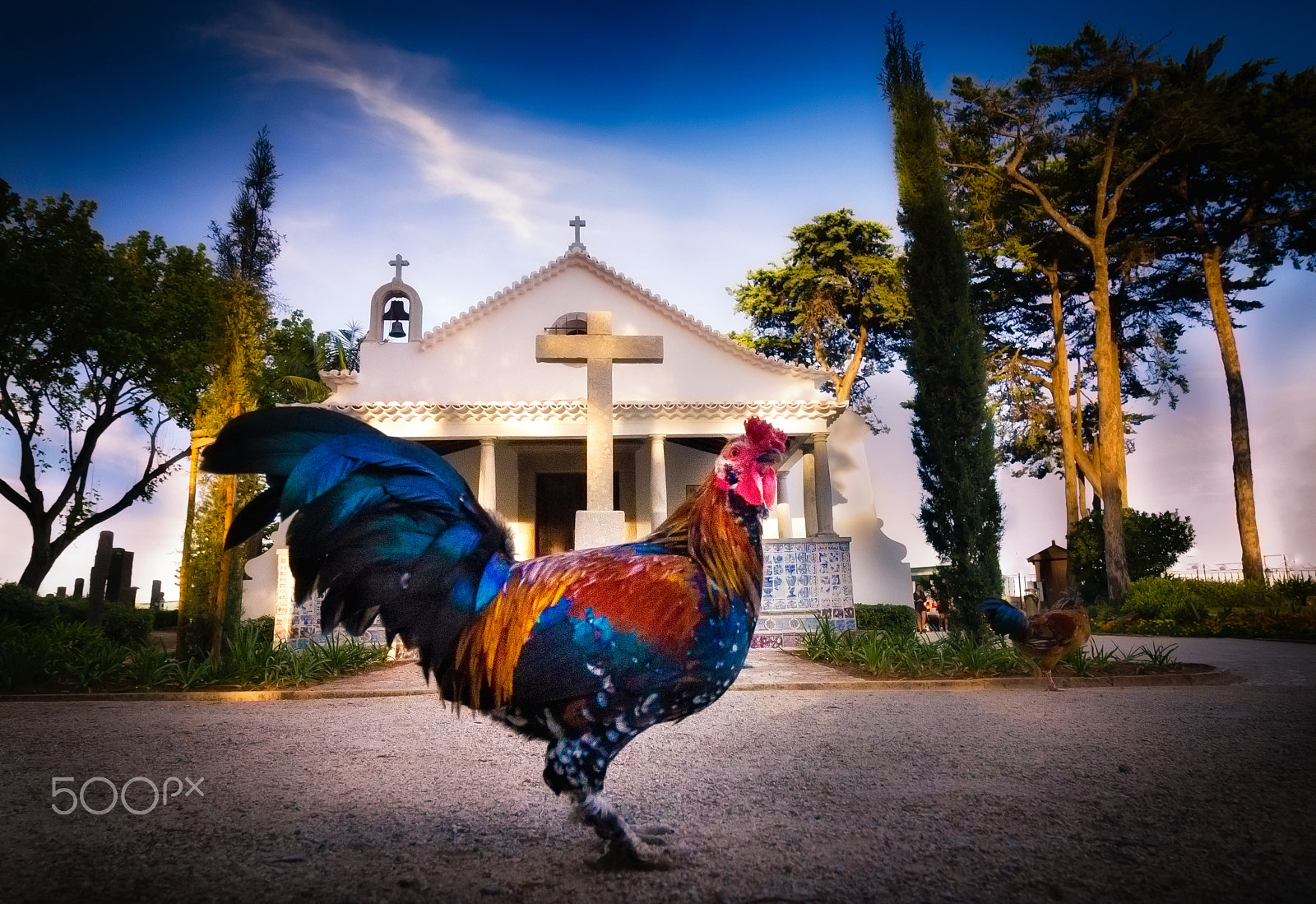 Canon EOS 550D (EOS Rebel T2i / EOS Kiss X4) sample photo. A saintly rooster. photography