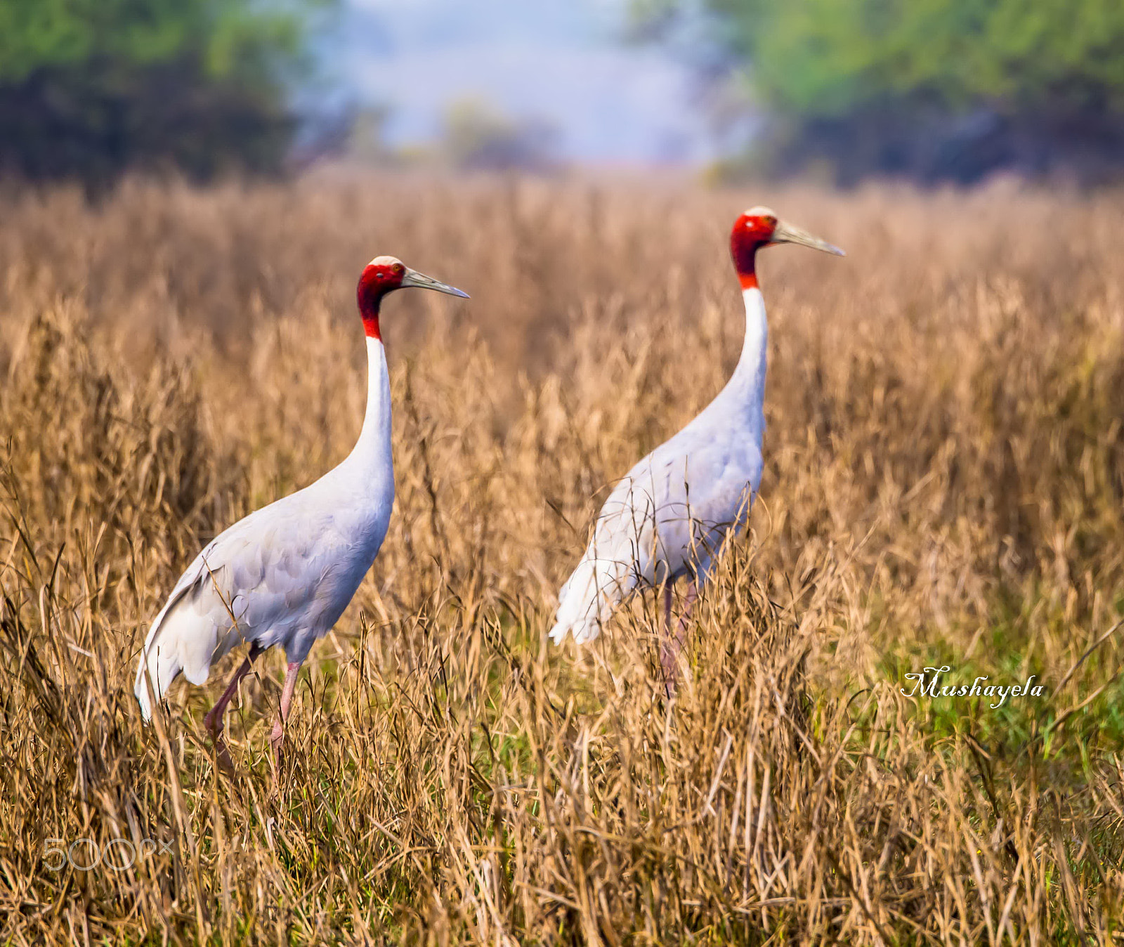 Nikon D600 sample photo. Sarus crane couple photography