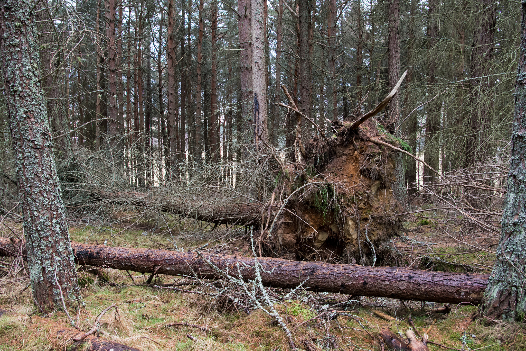 Pentax K-1 + Pentax smc DA 18-55mm F3.5-5.6 AL sample photo. If a tree falls in the forest......... photography