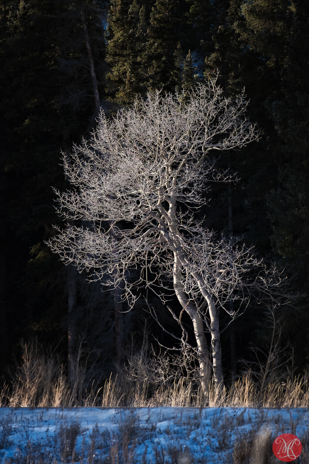 Fujifilm X-E2 + Fujifilm XF 55-200mm F3.5-4.8 R LM OIS sample photo. One that pops out.. photography