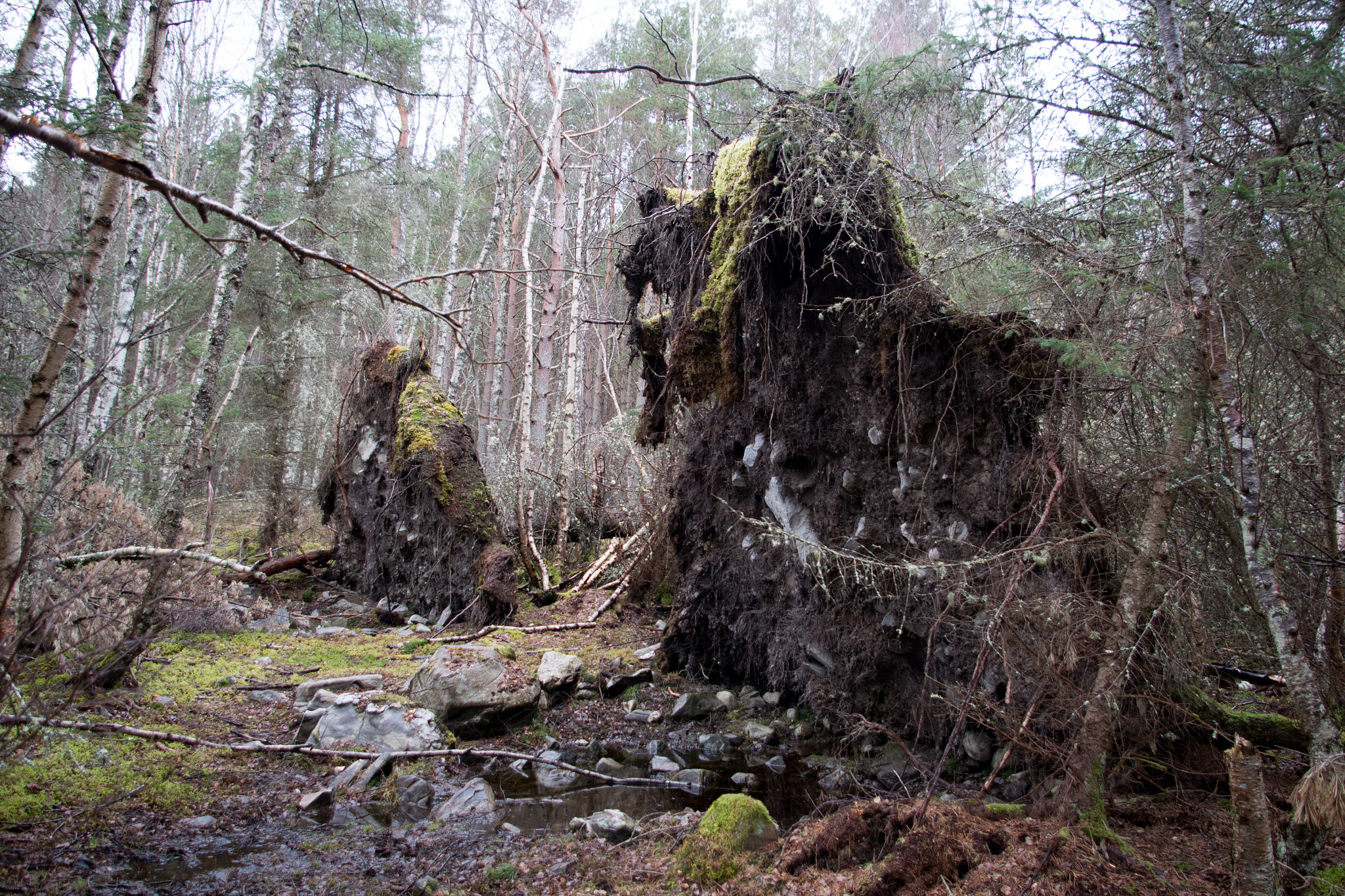 Pentax smc DA 18-55mm F3.5-5.6 AL sample photo. If a tree falls in the forest......... photography