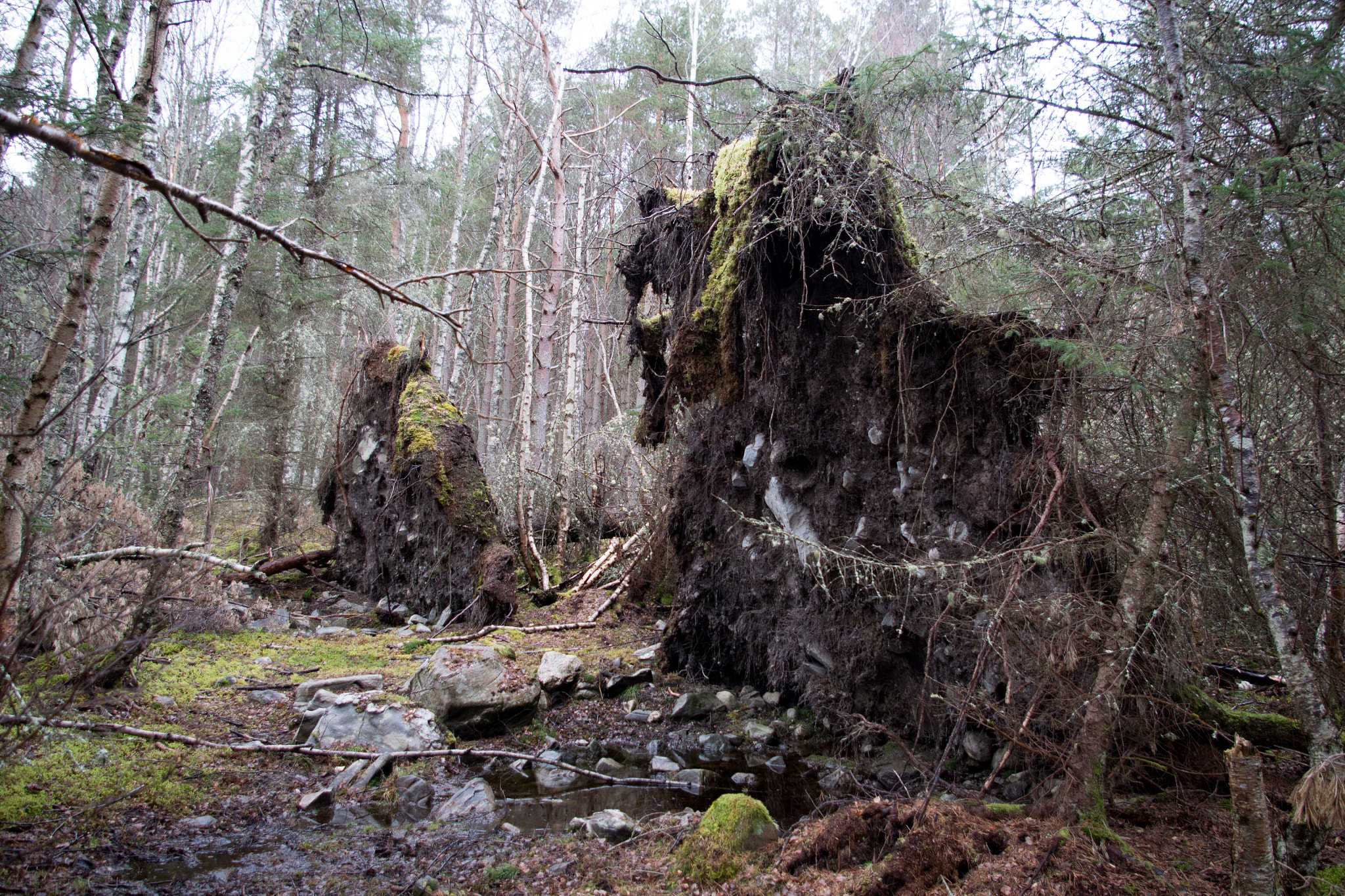 Pentax K-1 + Pentax smc DA 18-55mm F3.5-5.6 AL sample photo. If a tree falls in the forest......... photography