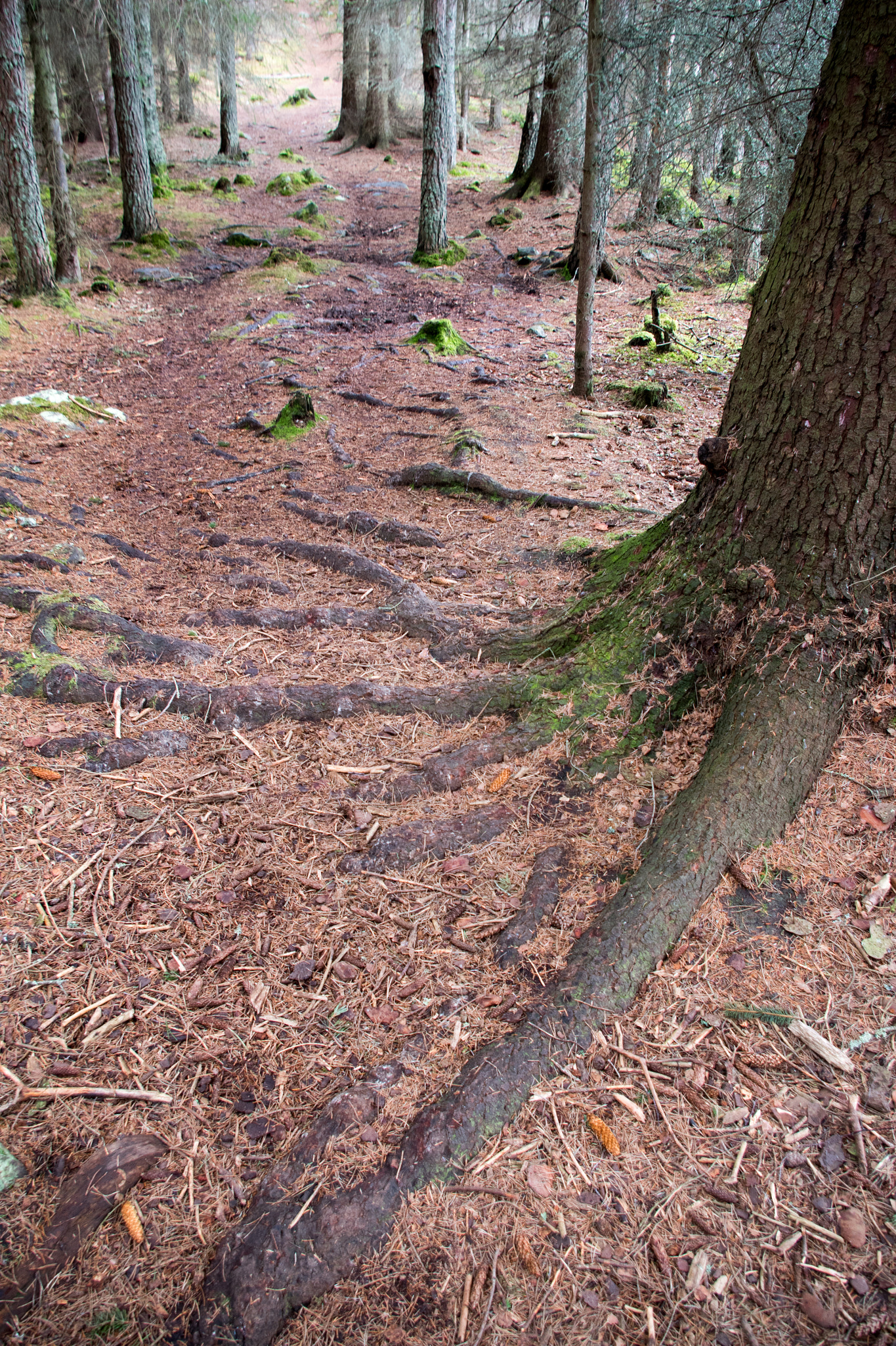 Pentax K-1 sample photo. Shallow roots photography