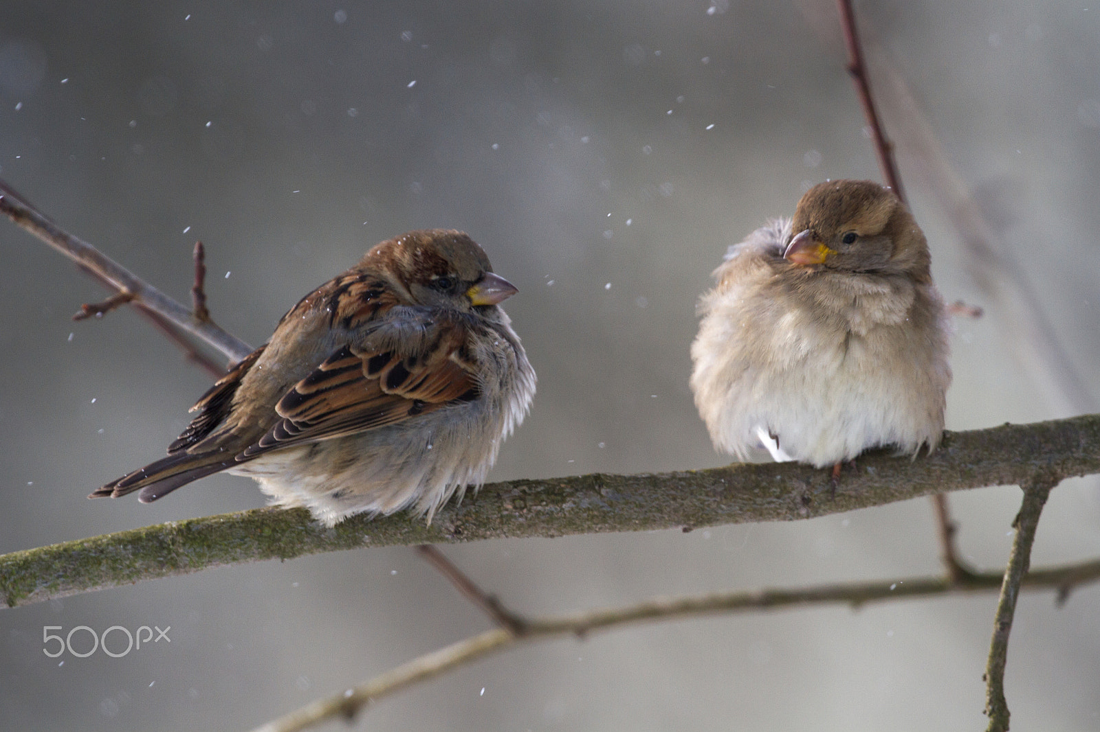 Canon EOS 7D + Canon EF 100-400mm F4.5-5.6L IS II USM sample photo. In passing it should be winter - house sparrow photography
