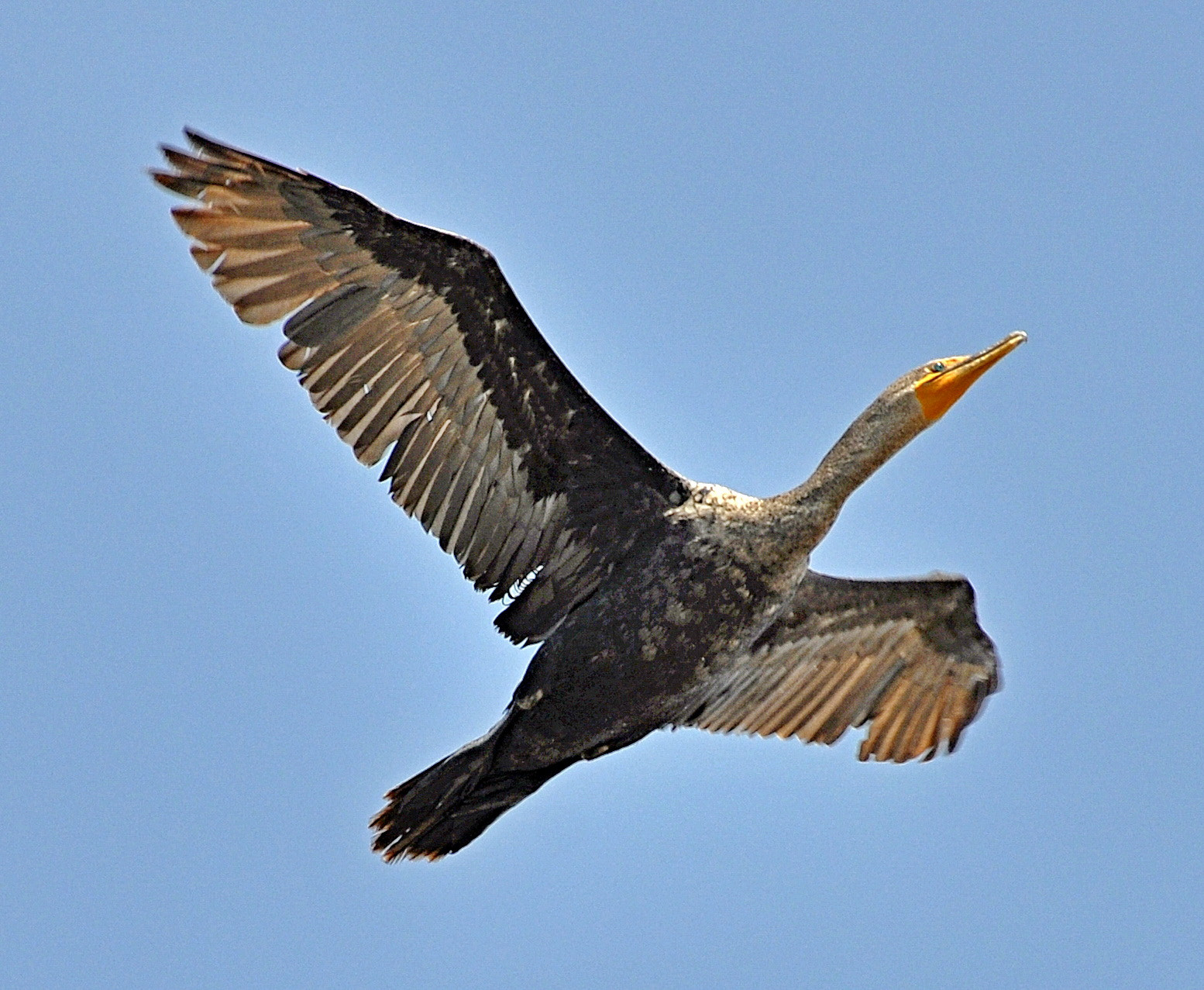 Nikon D90 sample photo. Cormorant flying across pacific ocean skies three photography