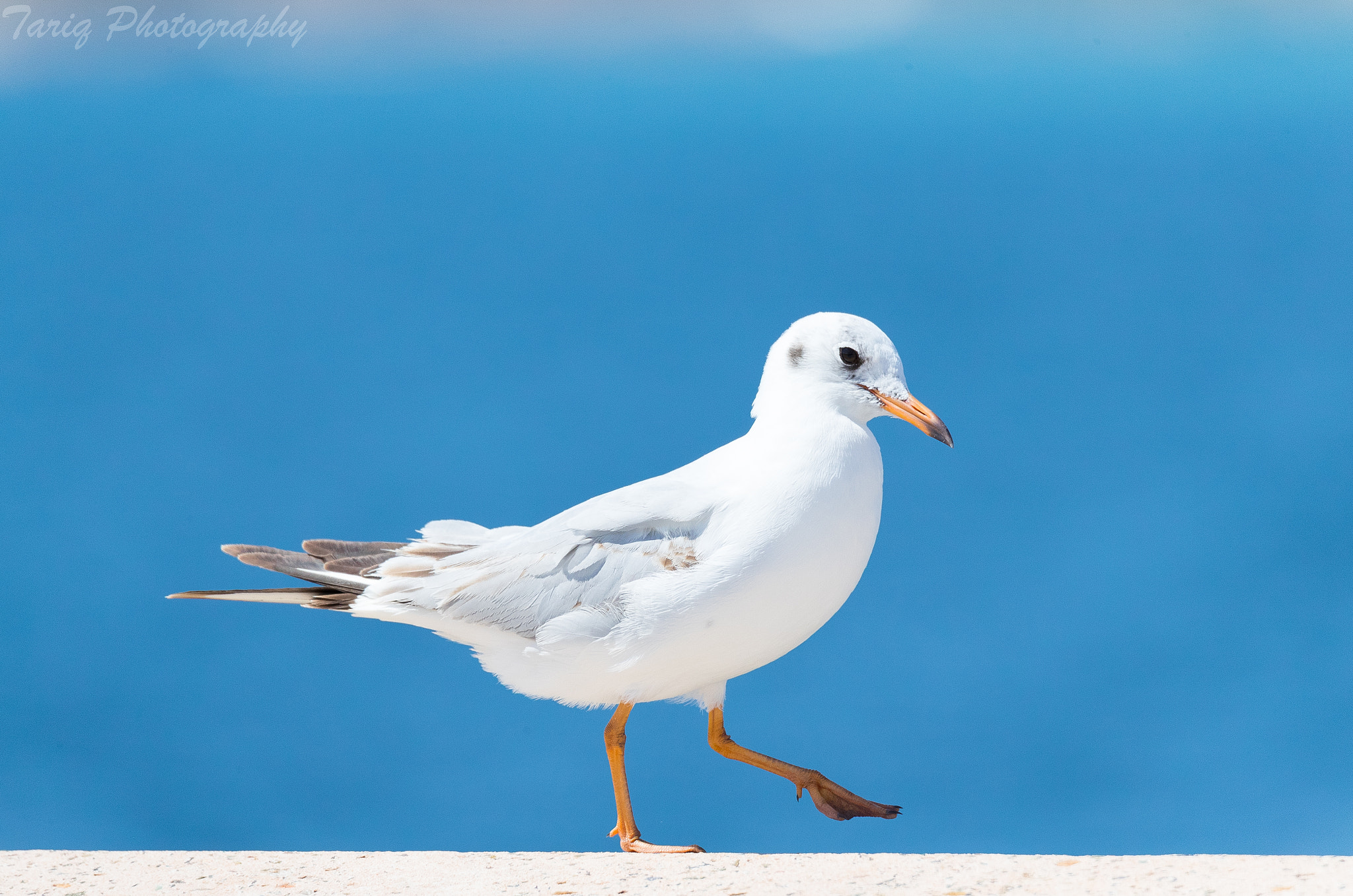 Canon EOS-1D X Mark II sample photo. Pi photography