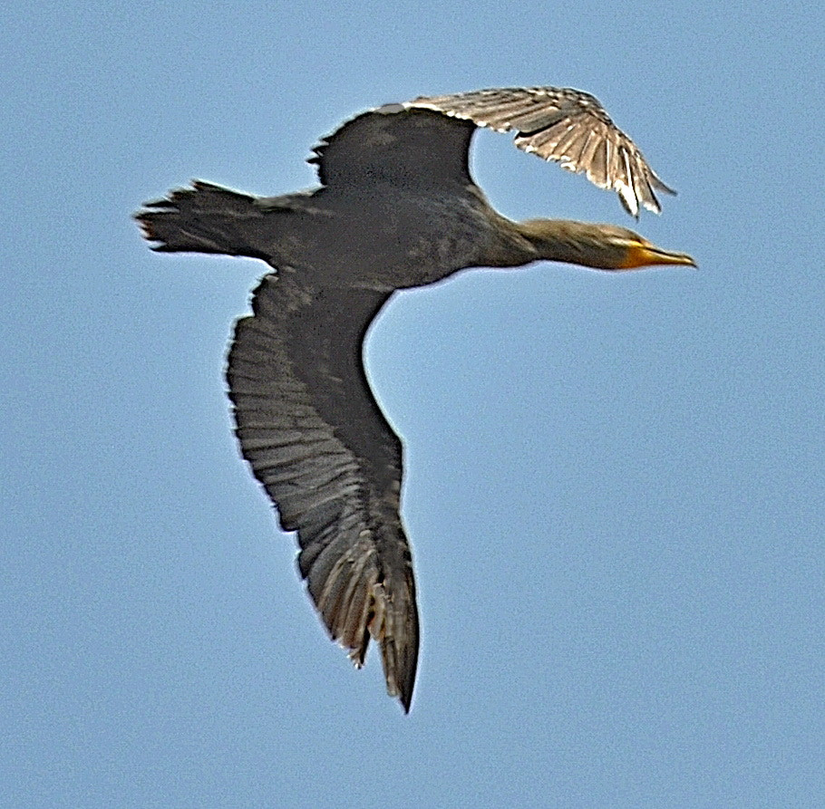 Nikon D90 sample photo. Cormorant flying across pacific ocean skies four photography