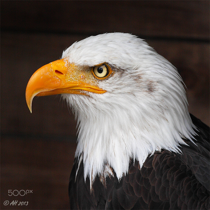 Canon EF 100-400mm F4.5-5.6L IS USM sample photo. Eagle photography