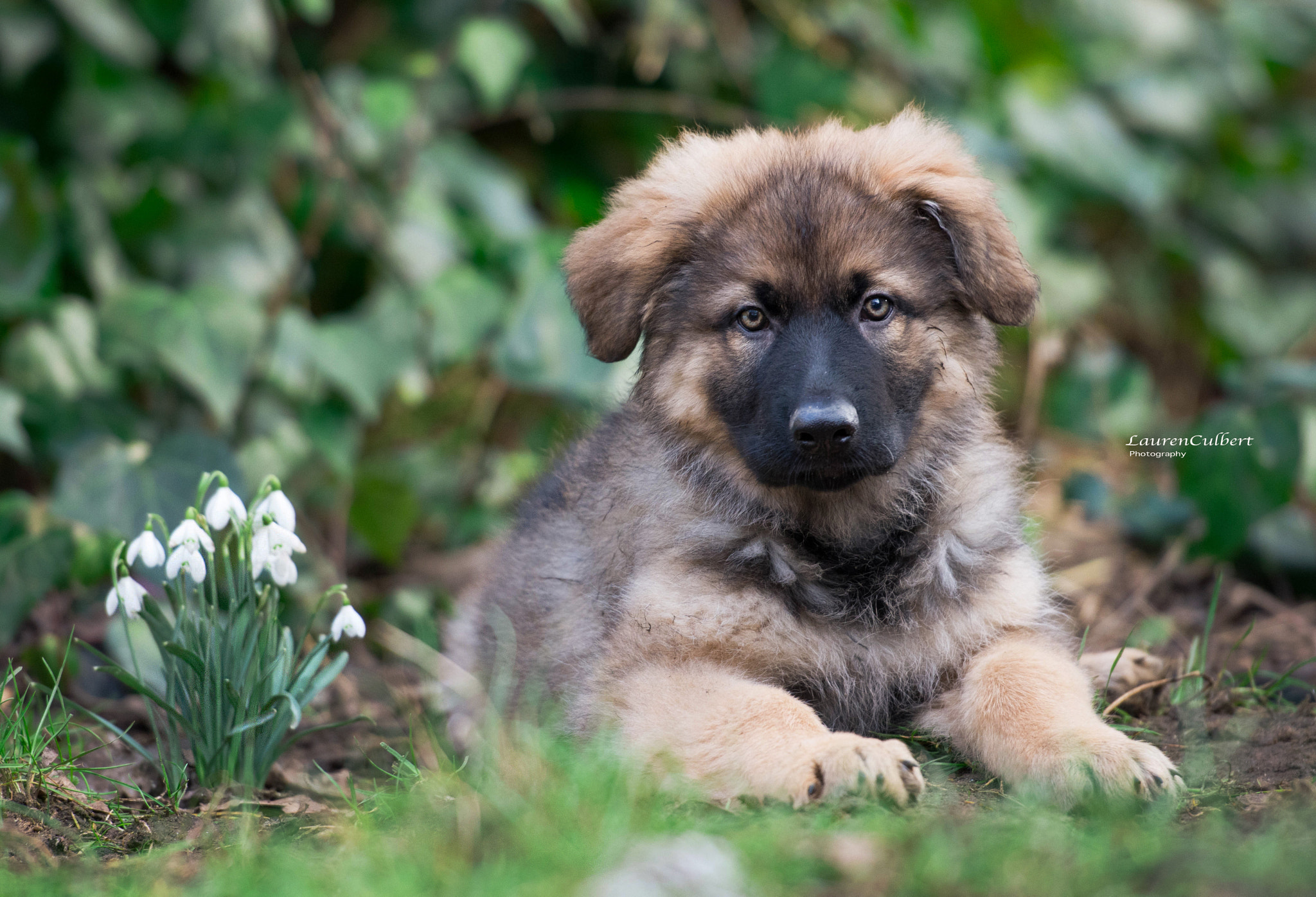 Nikon AF-S Nikkor 70-200mm F2.8G ED VR II sample photo. Puppy love photography