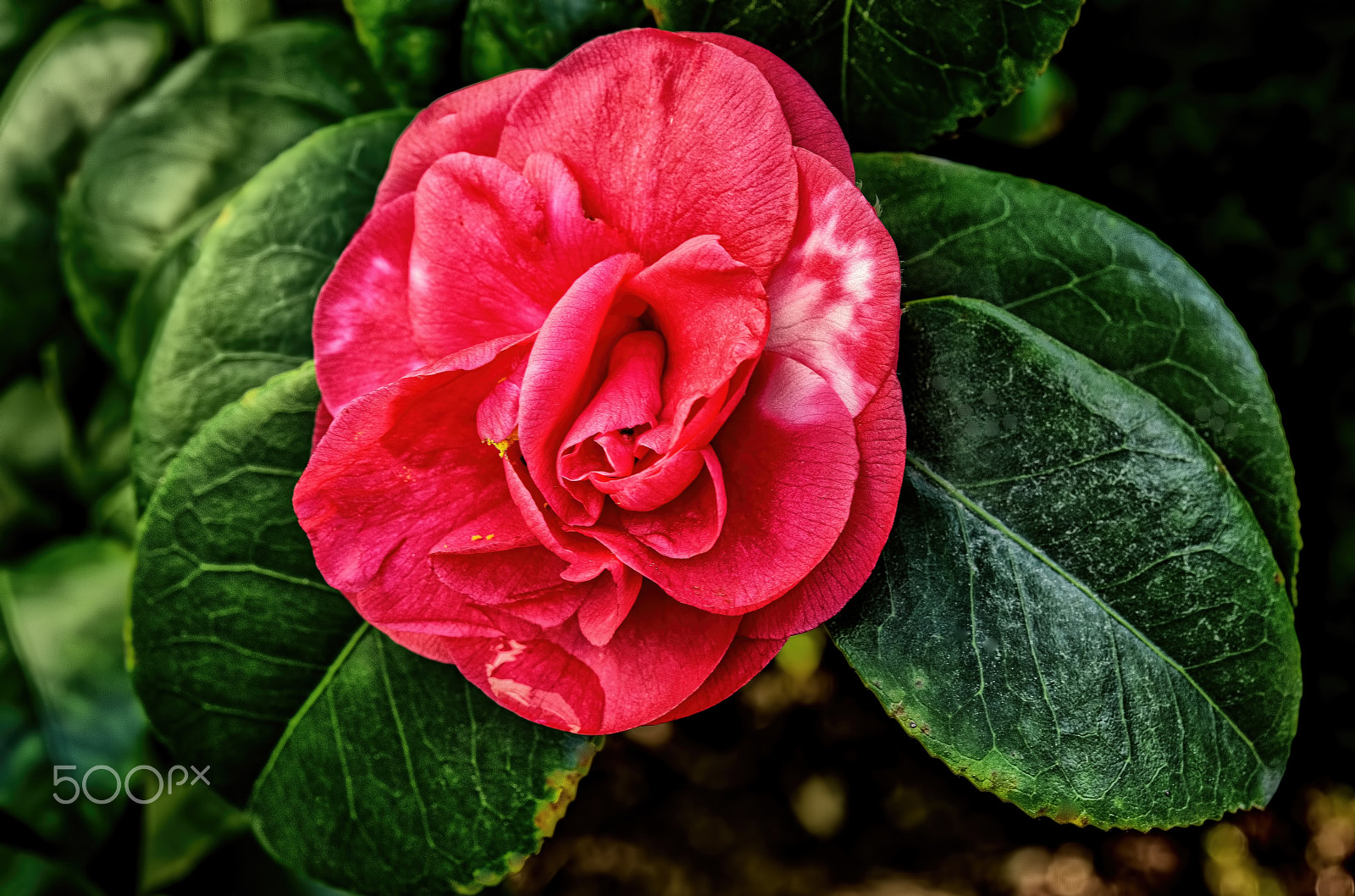 Nikon D810 sample photo. Spring is coming. camellias opens..... photography