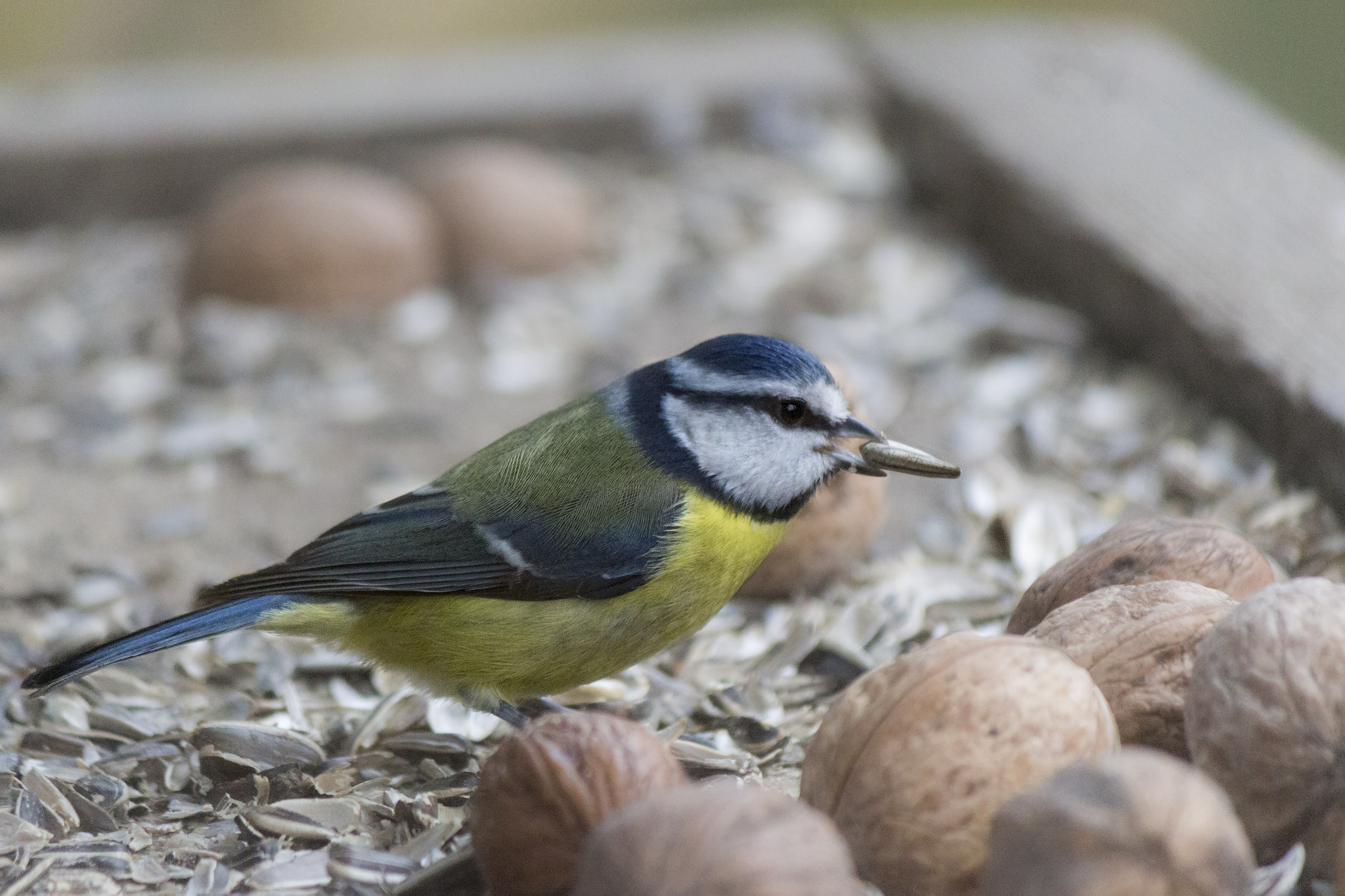 Canon EF-S 55-250mm F4-5.6 IS II sample photo. Blue tit photography